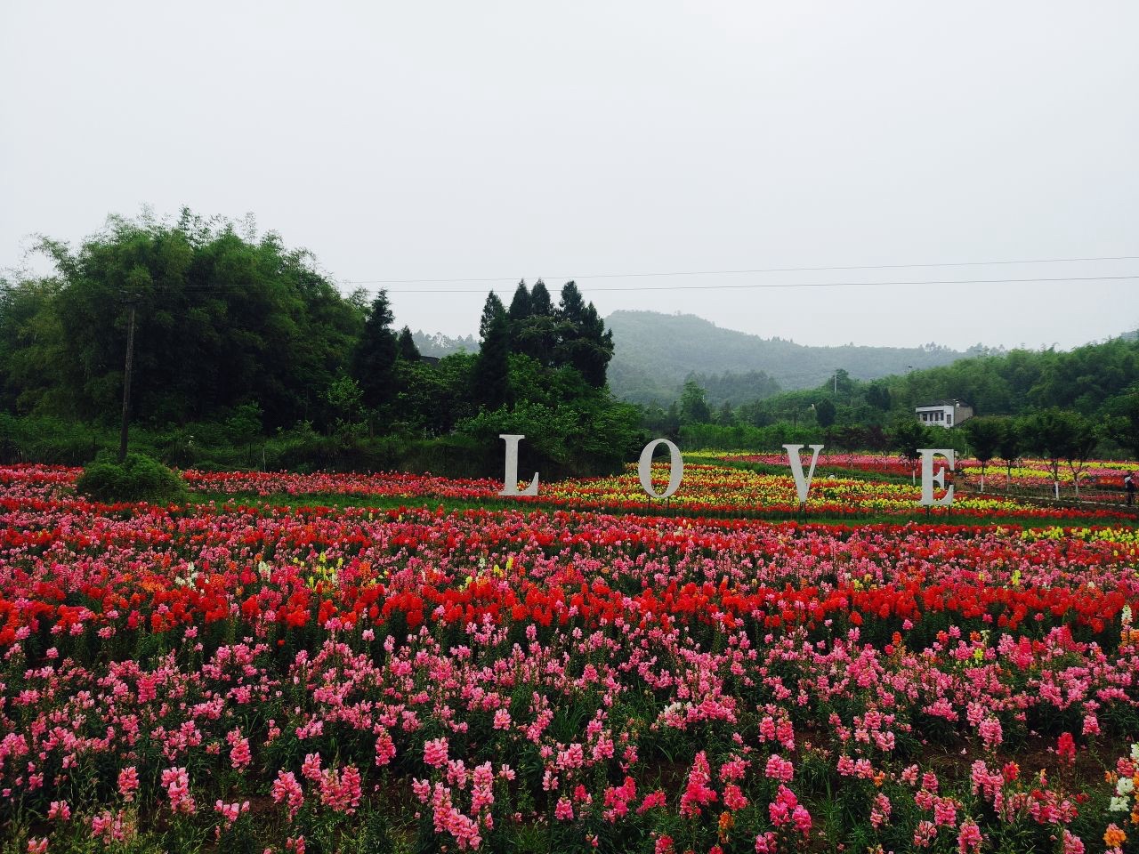 银城花海旅行图片 3