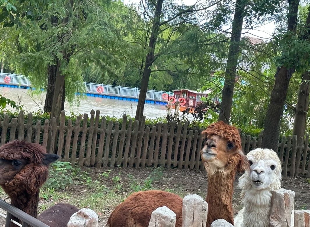 滁州欢乐城动物园旅行图片 3