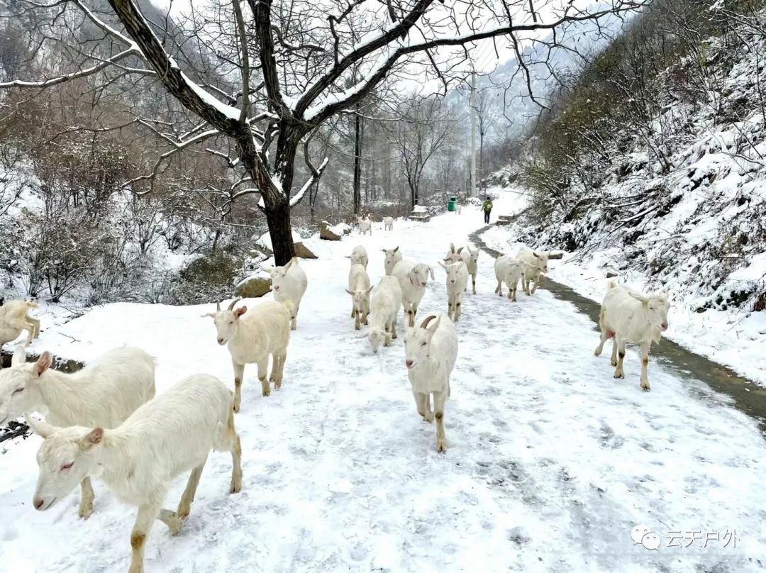 中条山老龙潭大峡谷旅行图片 3