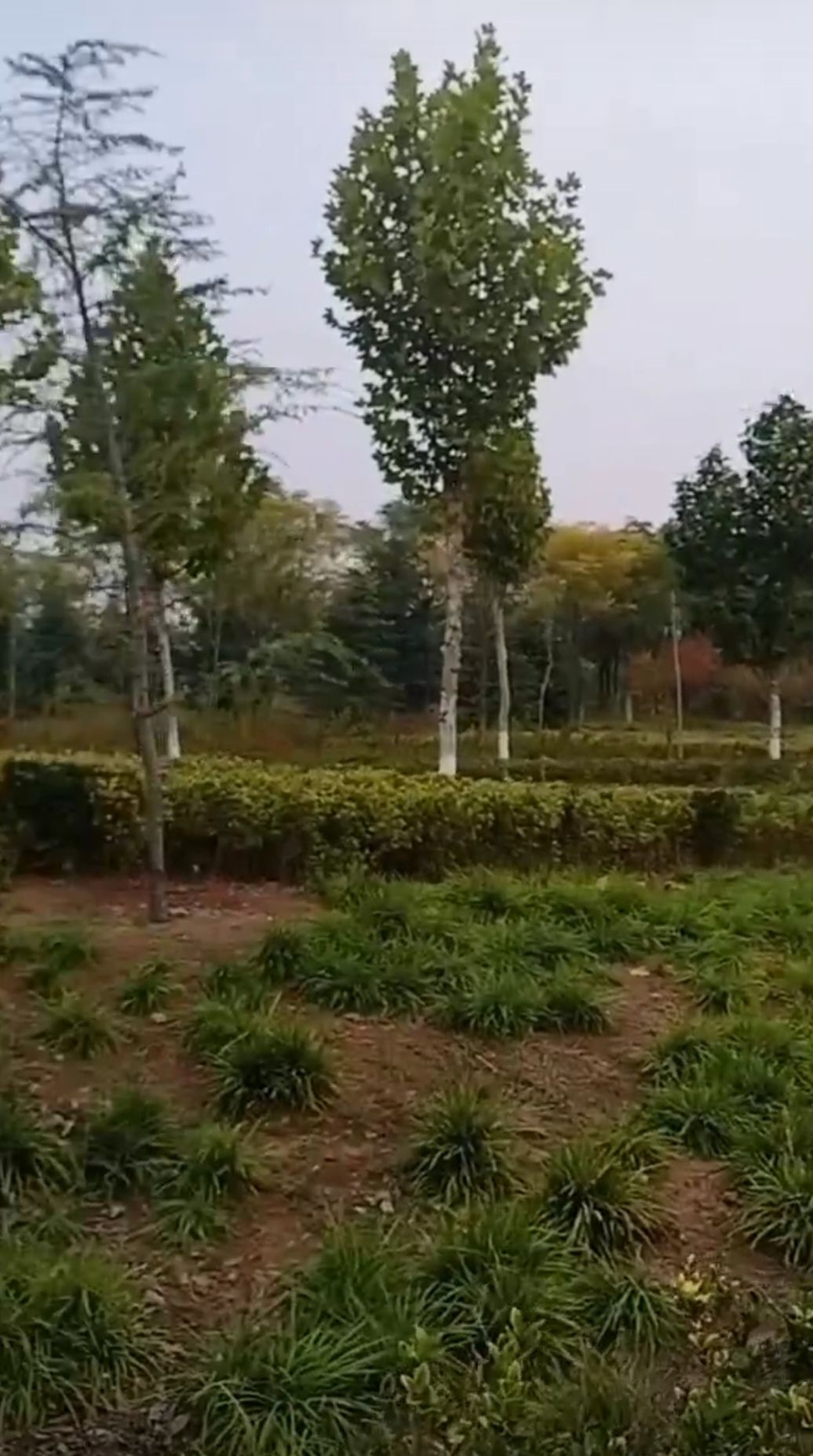民权县奥林匹克公园旅行图片 1