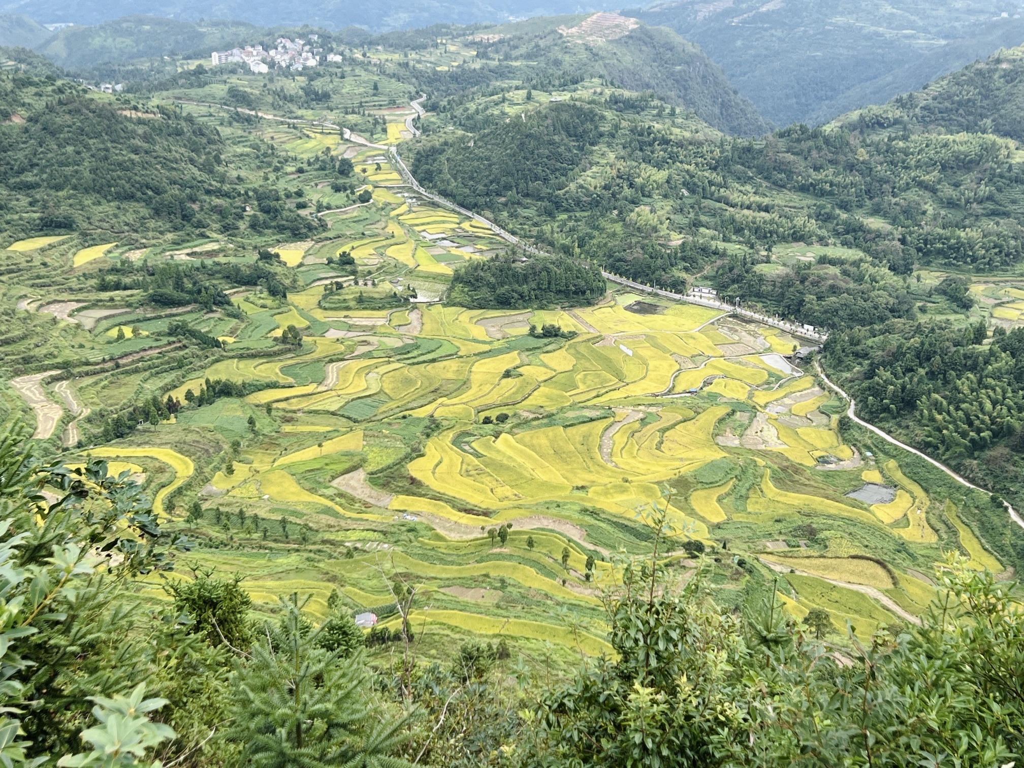 茗岙梯田旅行图片