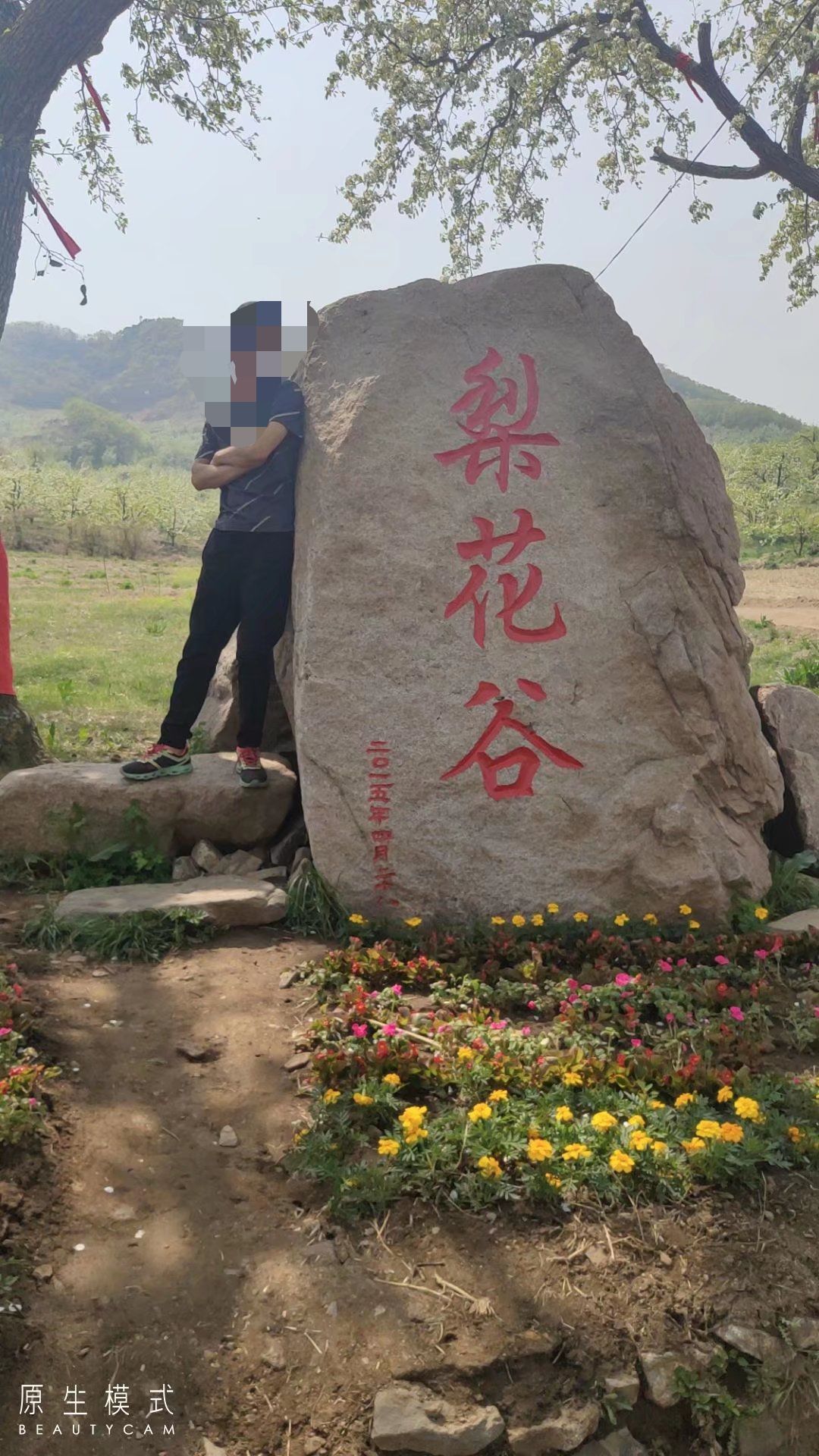 梨花谷旅行图片 1