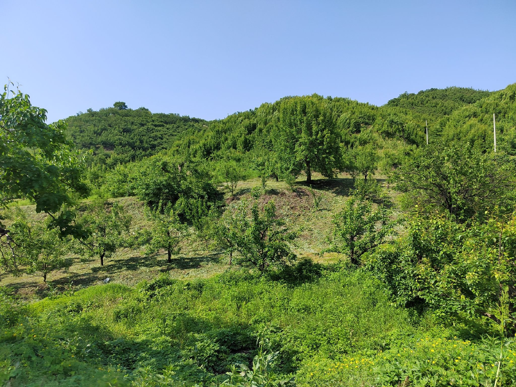梨花谷旅行图片 3