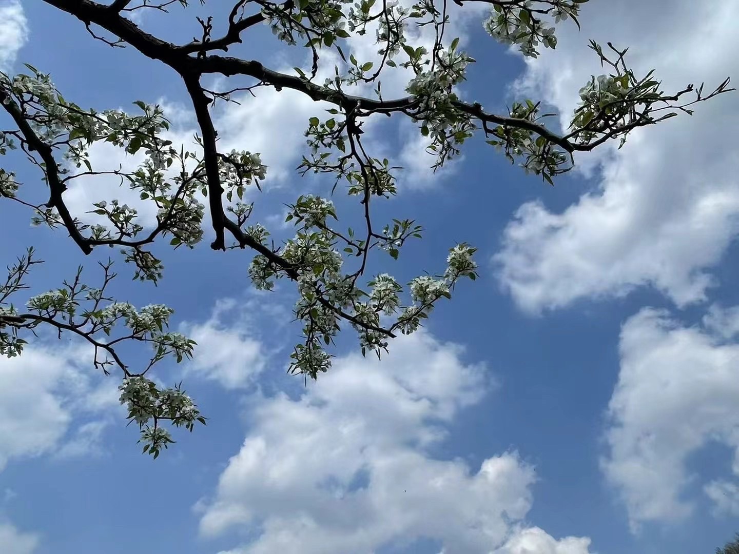 梨花谷旅行图片 3