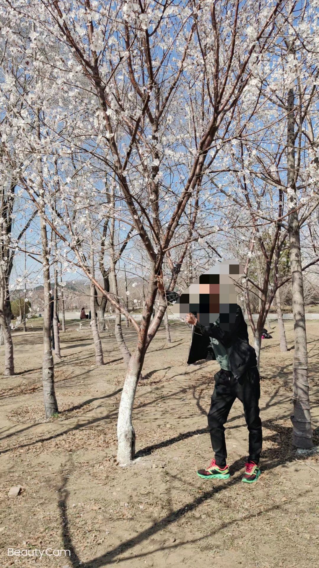 梨花谷旅行图片 2
