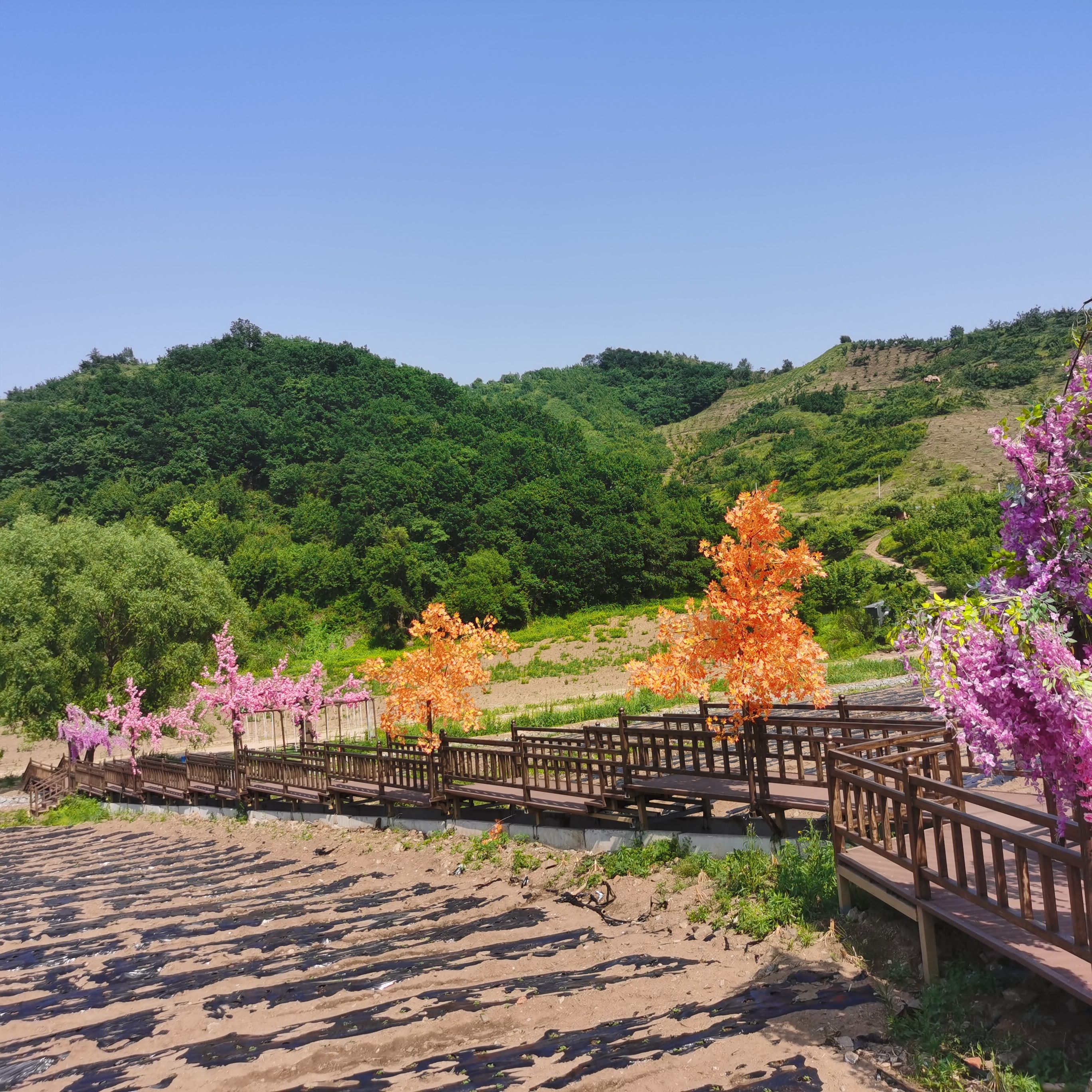 梨花谷旅行图片 1