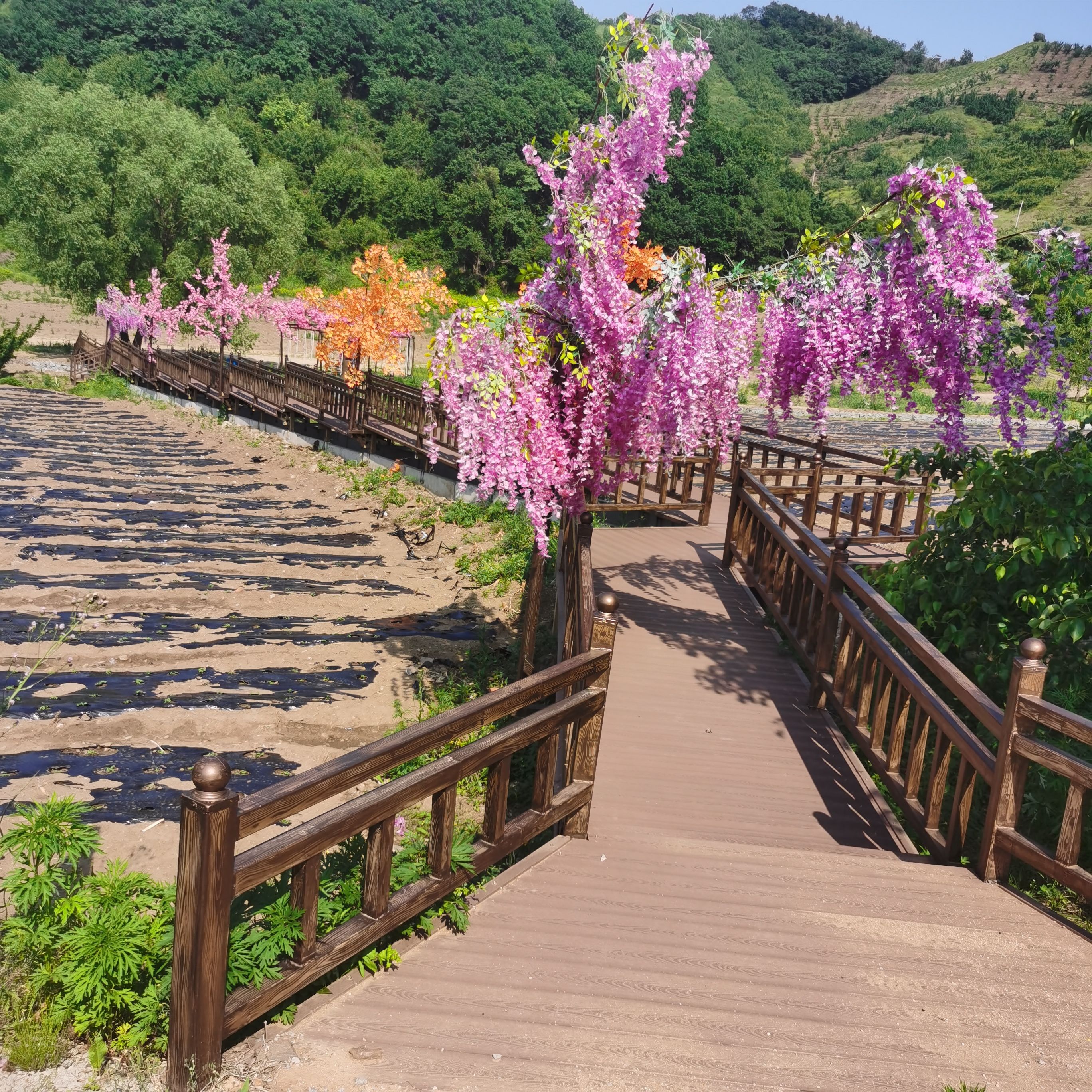 梨花谷旅行图片 2