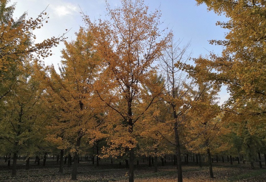 龙庄银杏林旅行图片 1