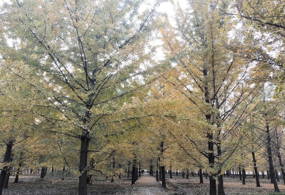龙庄银杏林旅行图片 2