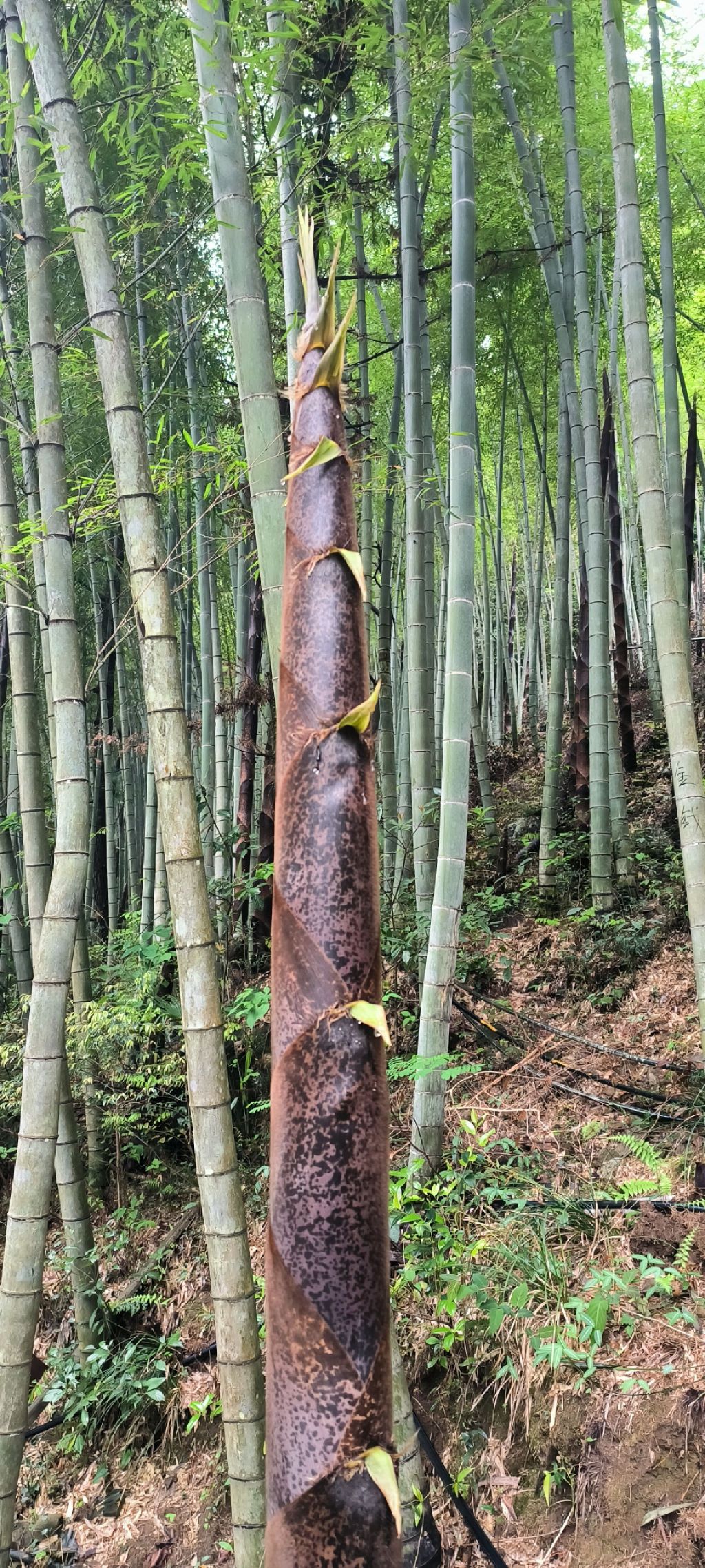 桃源七里景区旅行图片 3