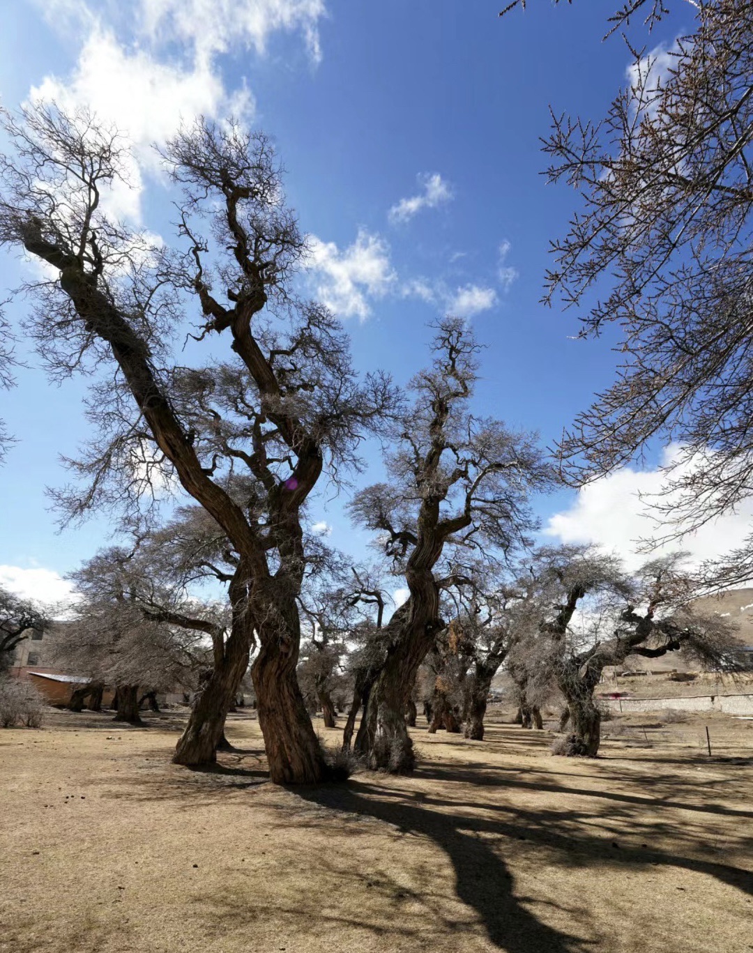 错那千年古沙棘林