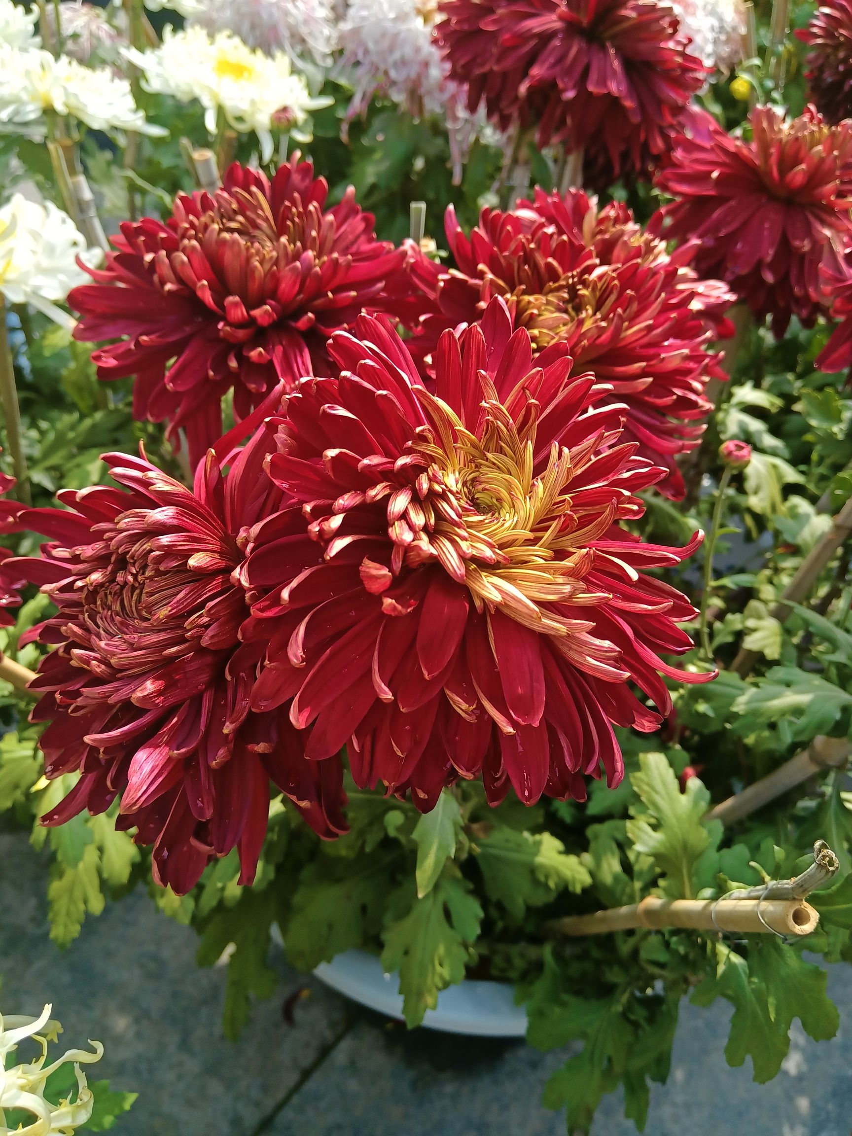 岳家湖旅行图片 3