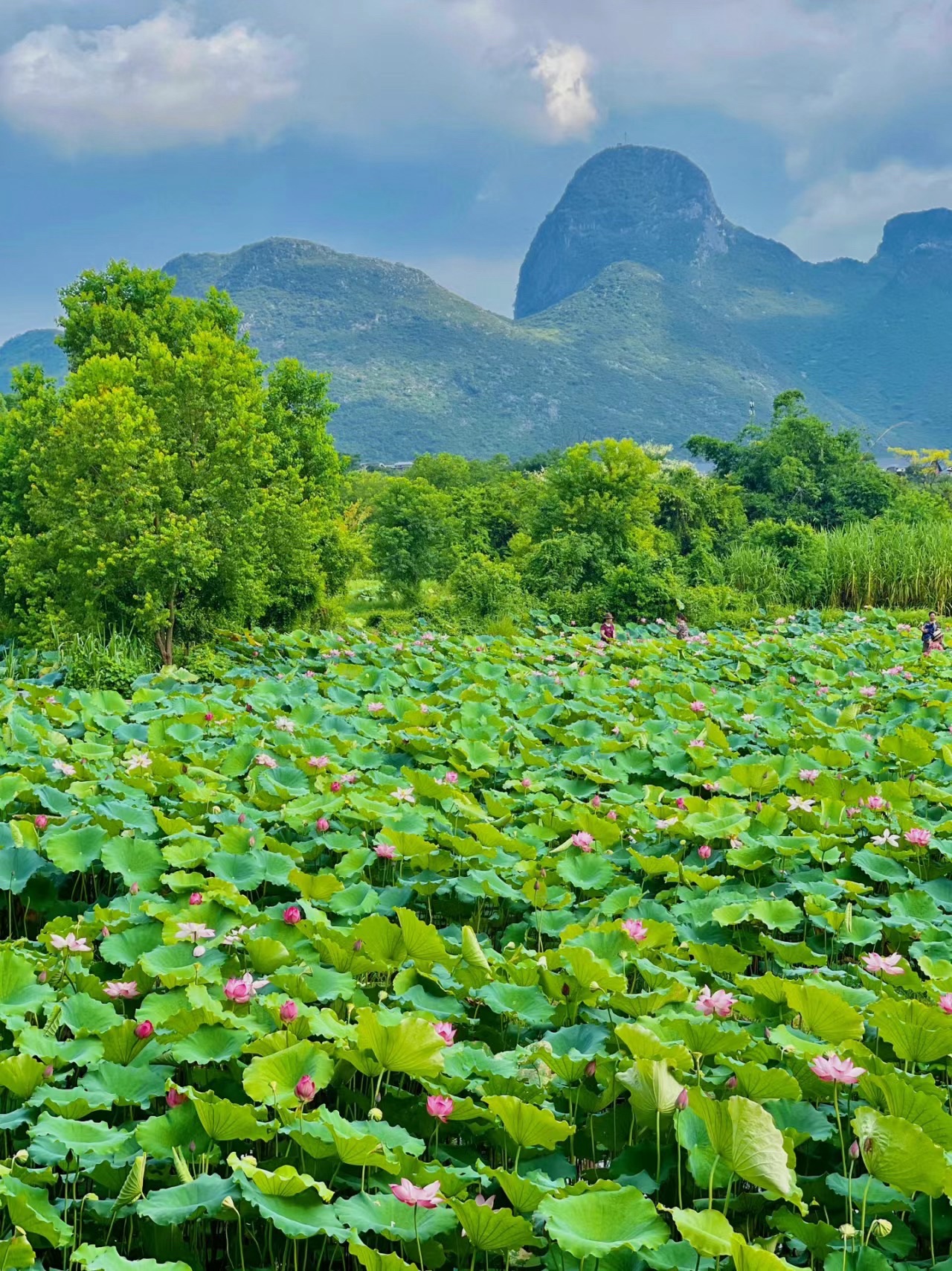 百朋荷苑景区旅行图片 2