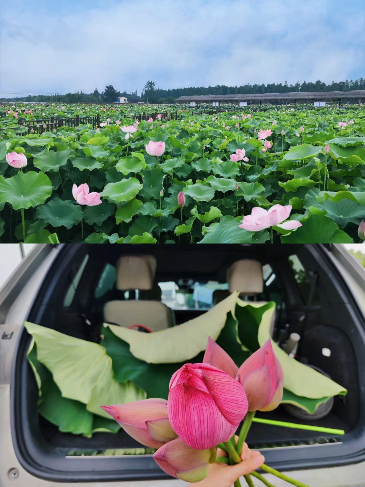 百朋荷苑景区旅行图片 1