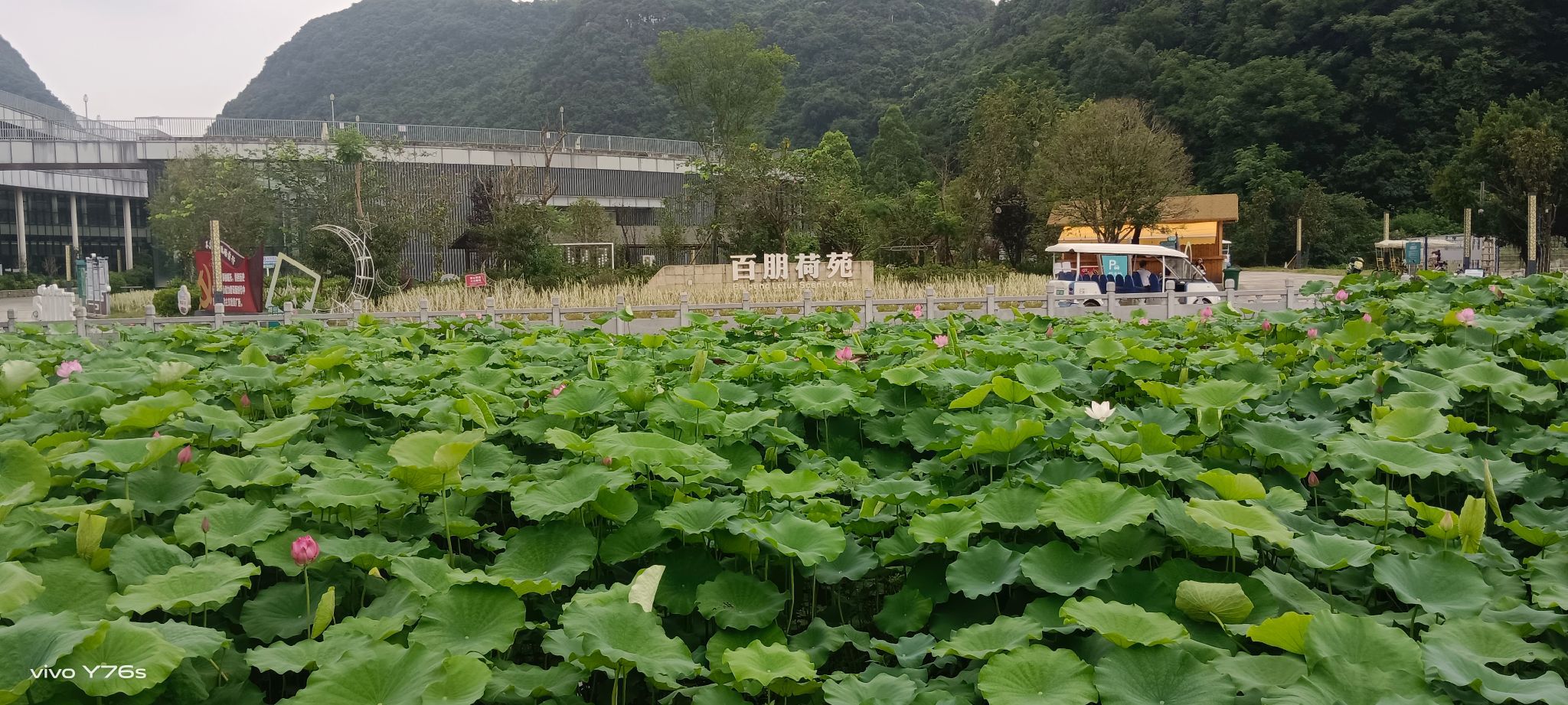百朋荷苑景区旅行图片 1