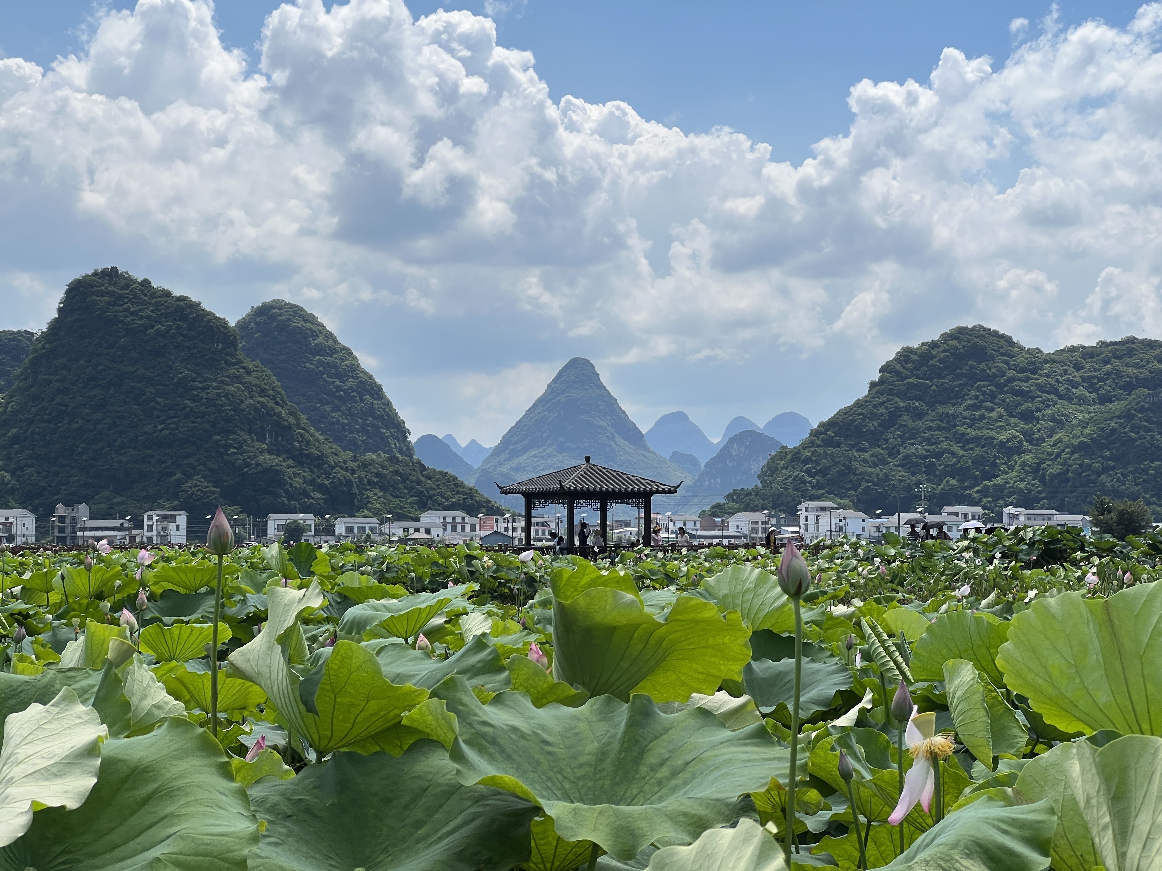 百朋荷苑景区
