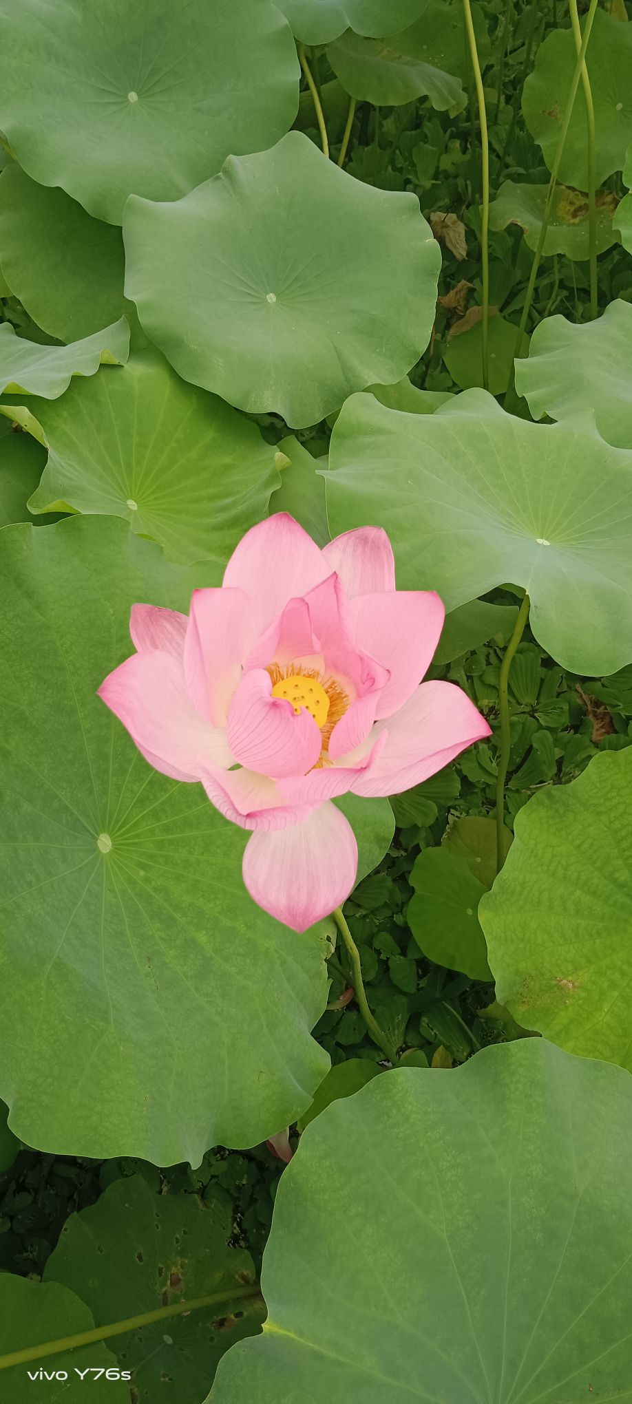 百朋荷苑景区旅行图片 2