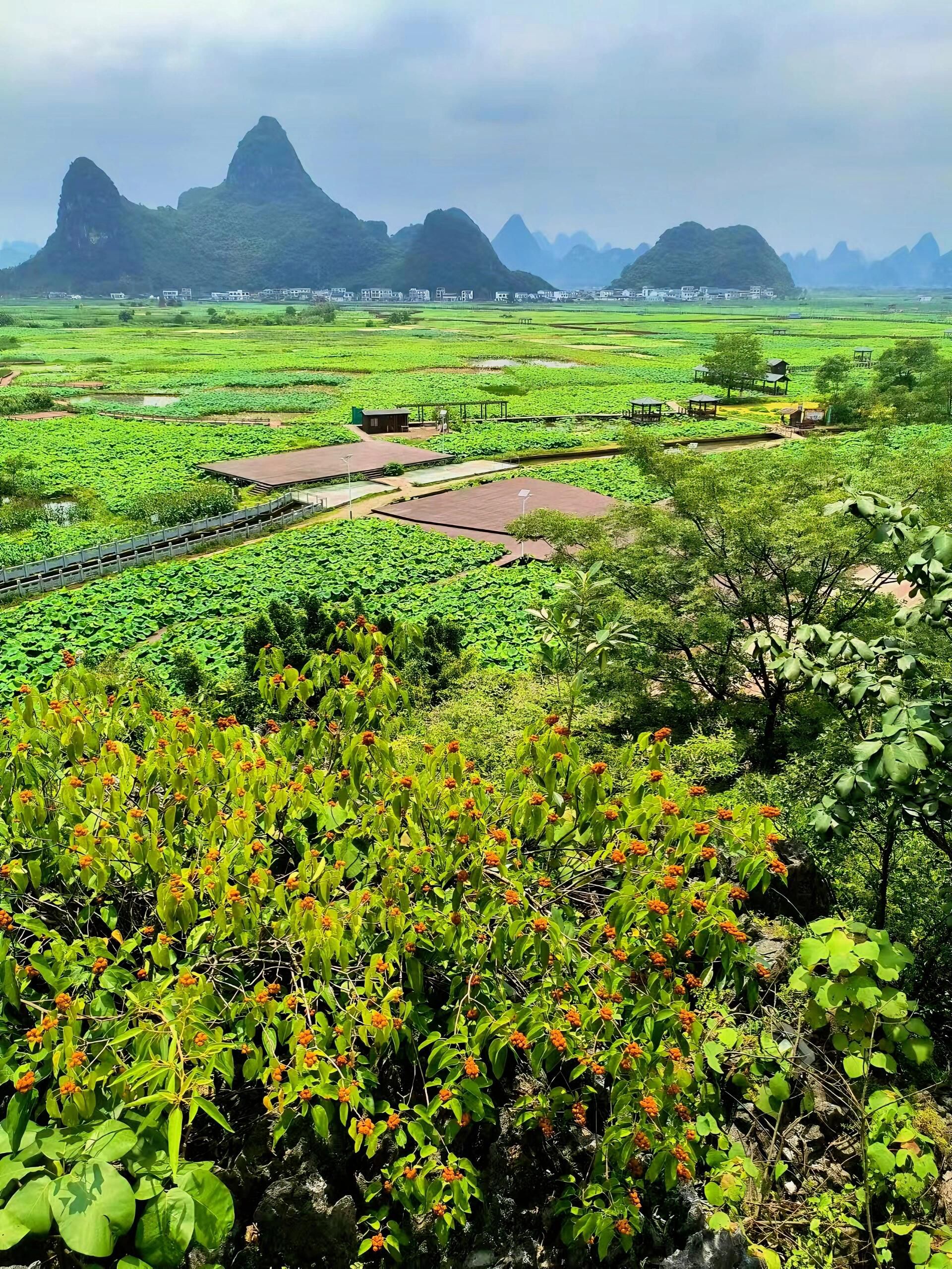 百朋荷苑景区旅行图片 1