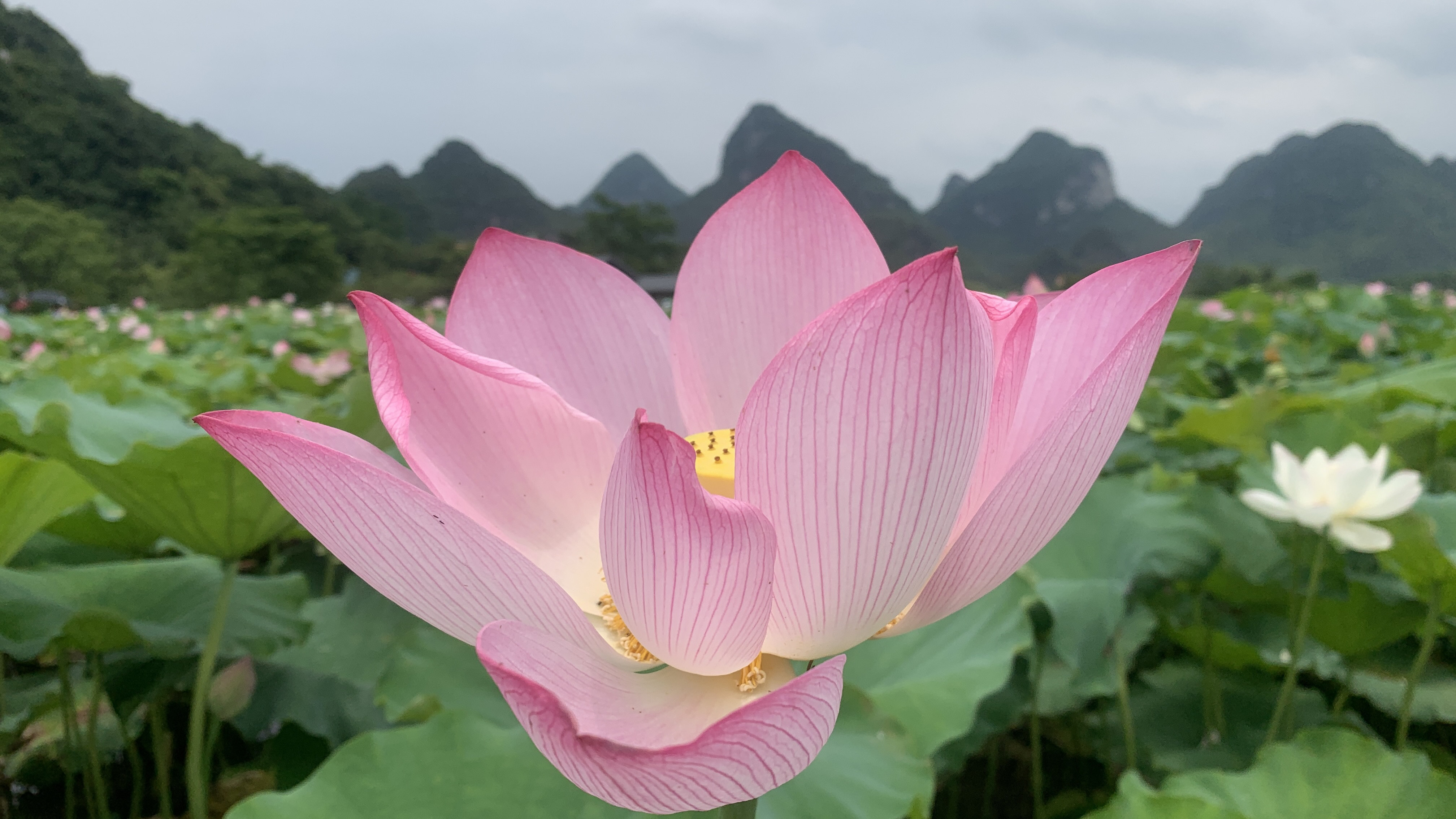 下伦荷花景区