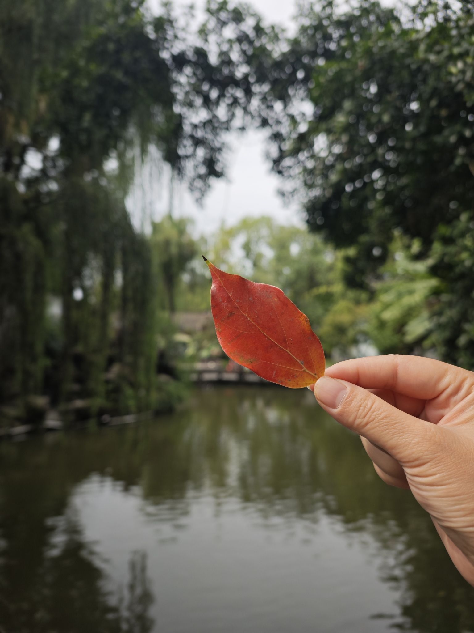 易园园林博物馆旅行图片 1
