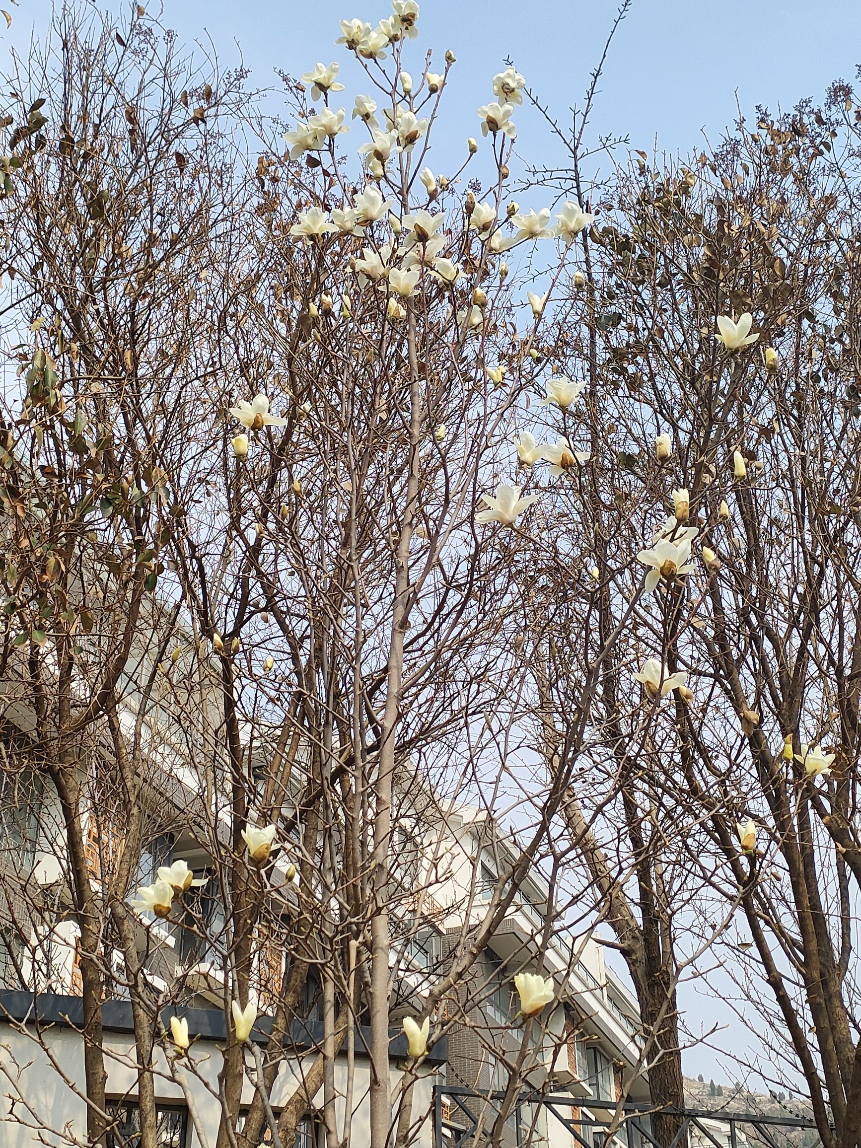 徐志摩纪念公园旅行图片 2