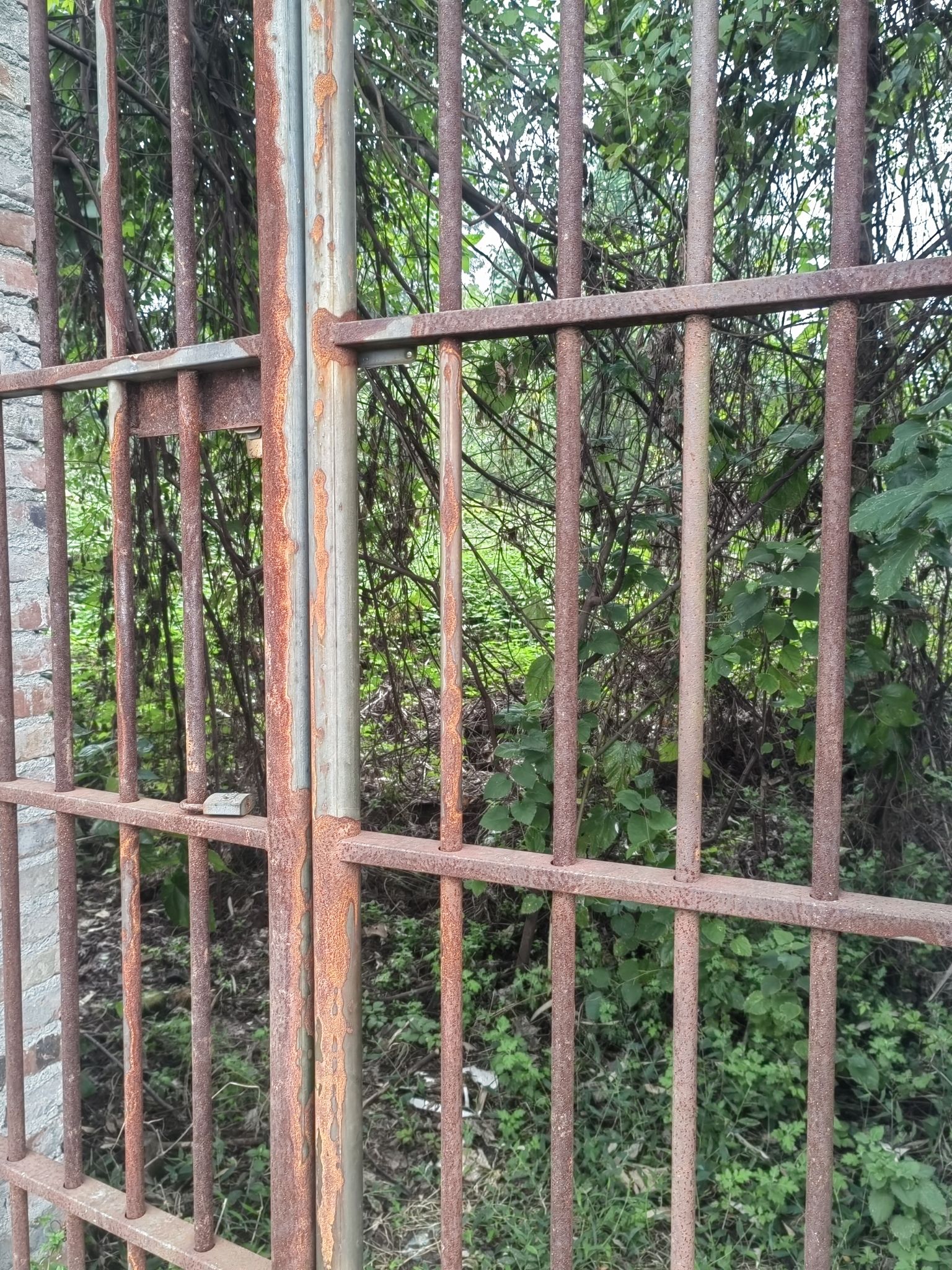 白居寺旅行图片 1