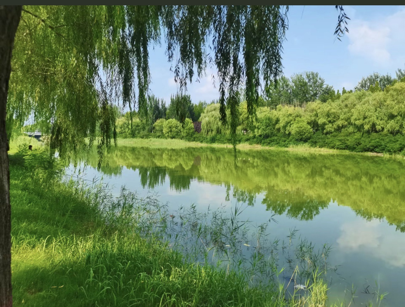 印月湖公园旅行图片 1