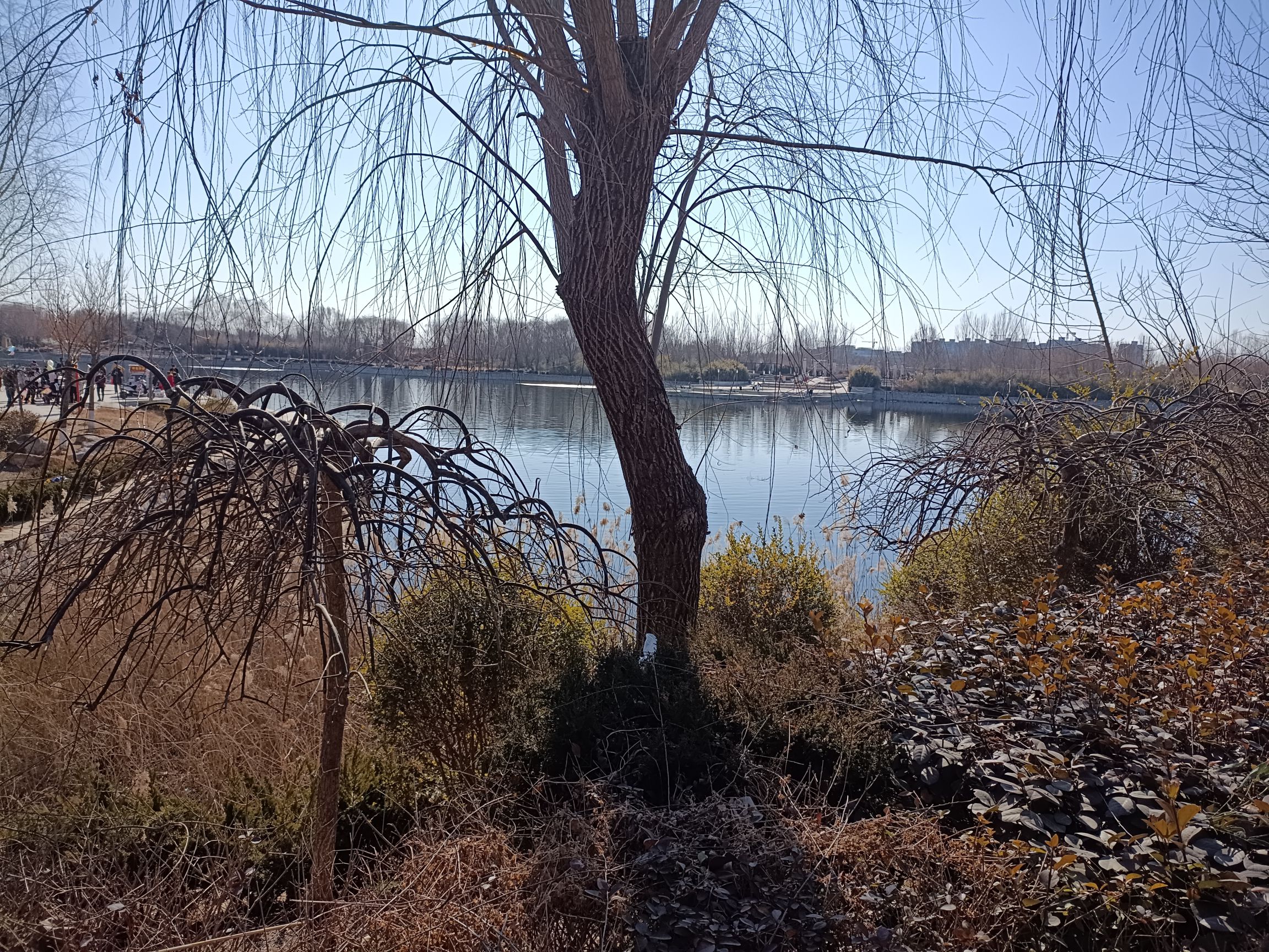 印月湖公园旅行图片 3