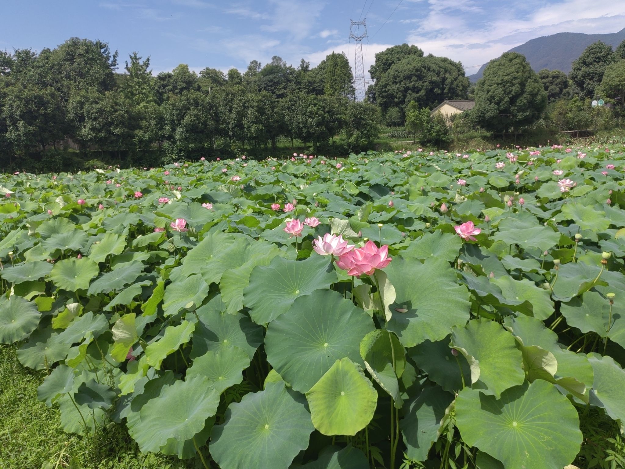 环湖碧荷园旅行图片 3