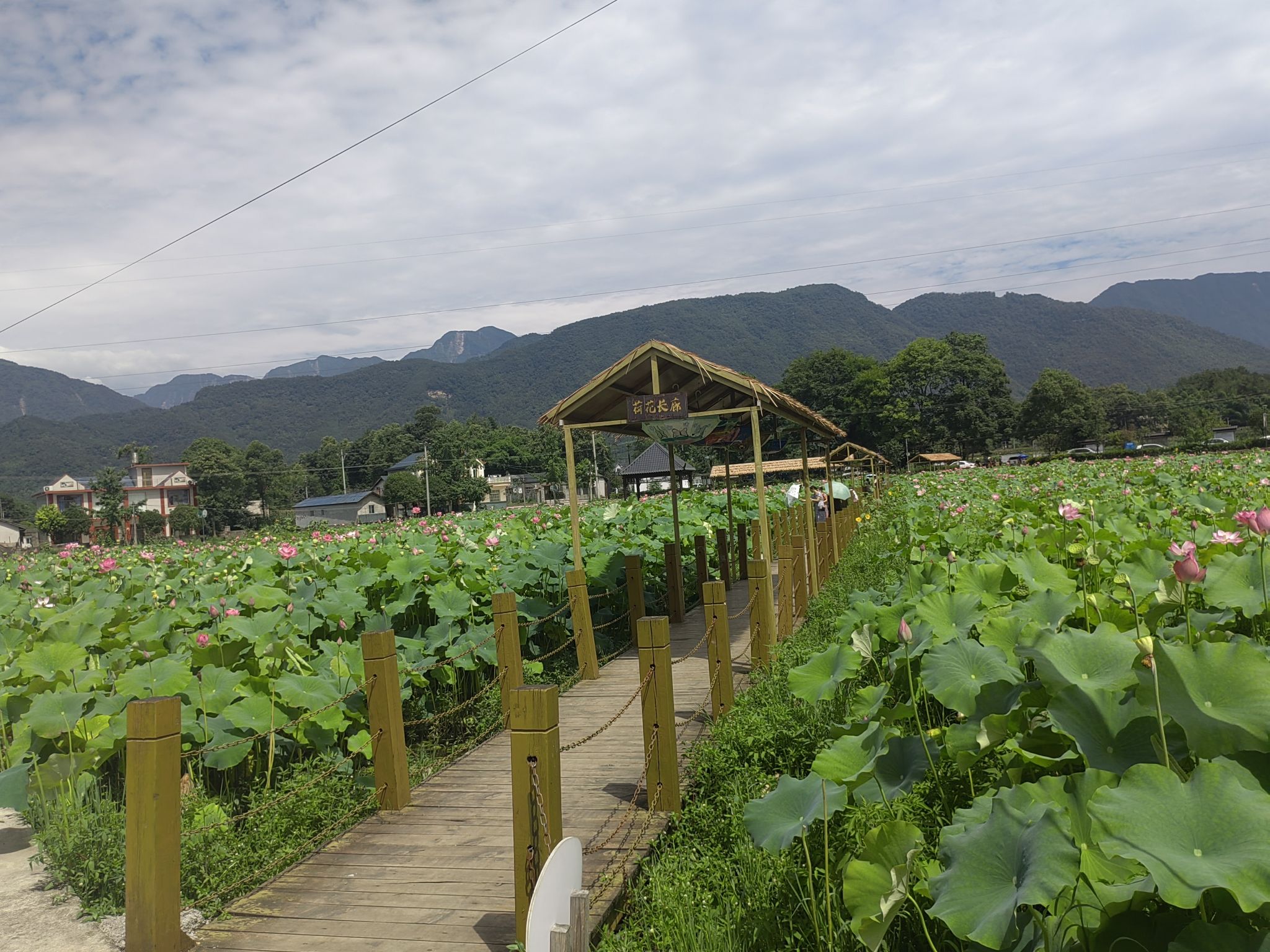 环湖碧荷园旅行图片 1