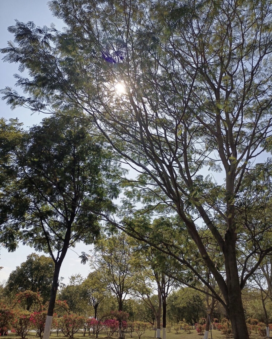 东江湾公园旅行图片 2