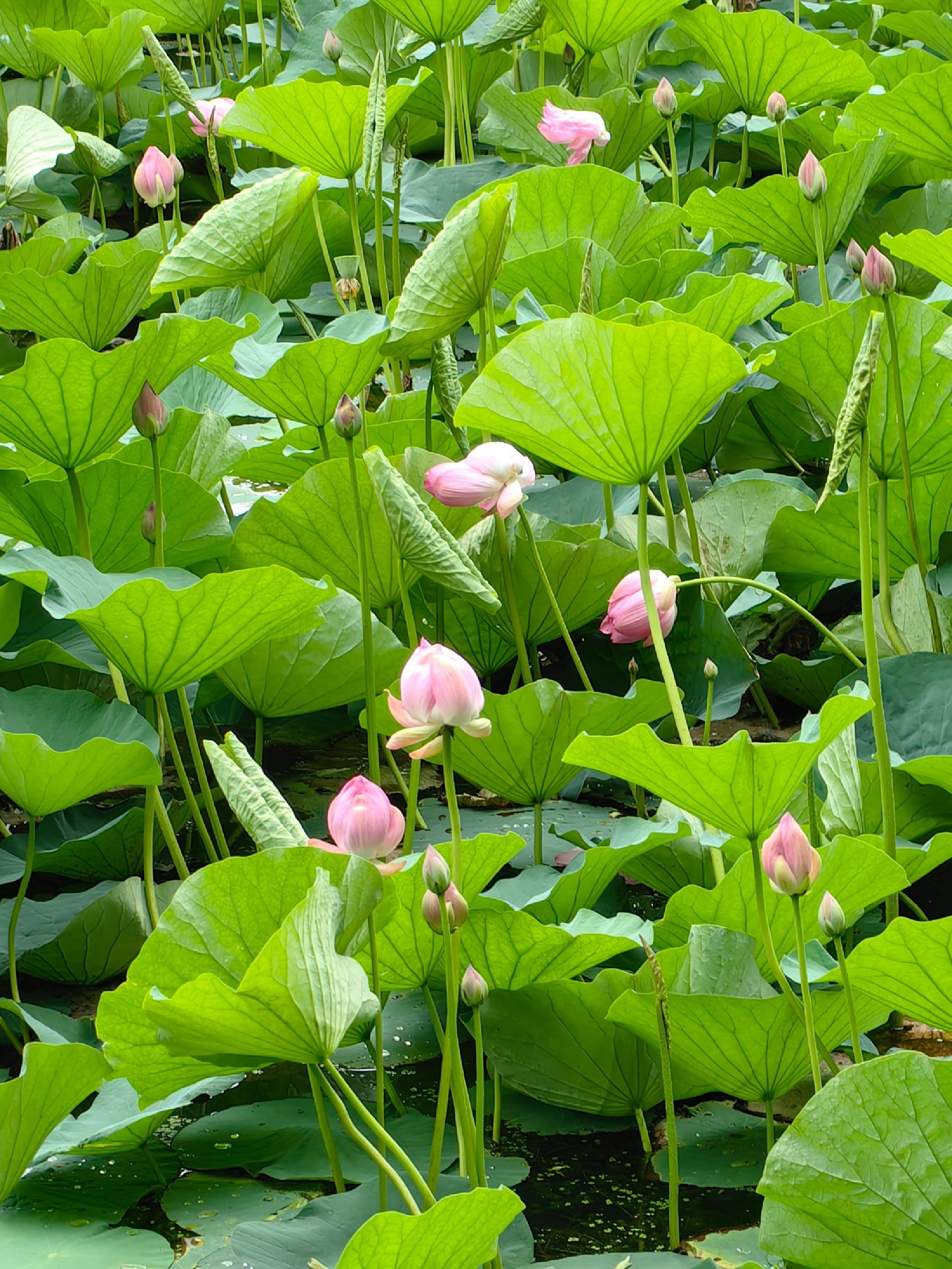 绿园区电影城荷花池旅行图片 2