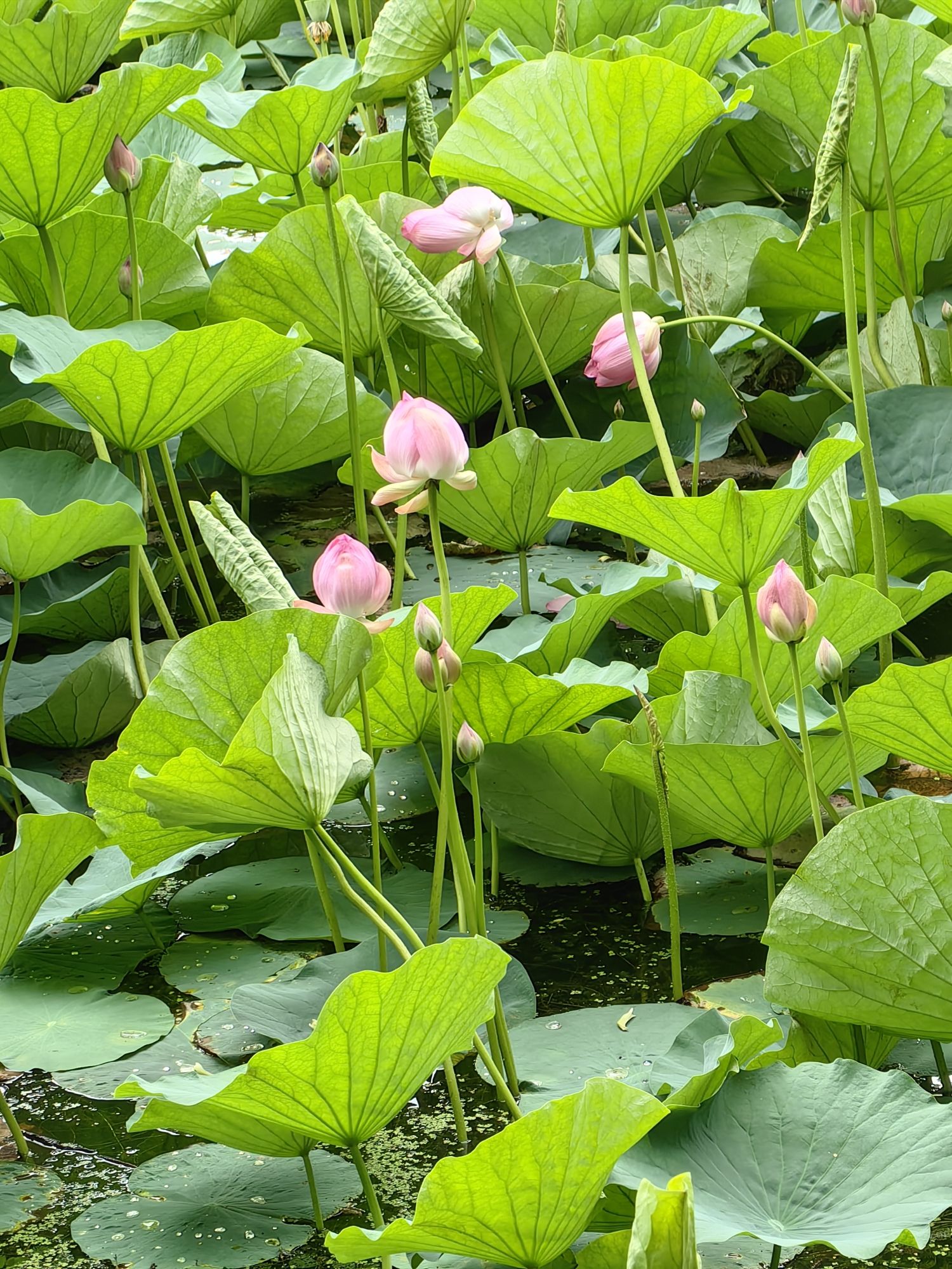 绿园区电影城荷花池旅行图片 3