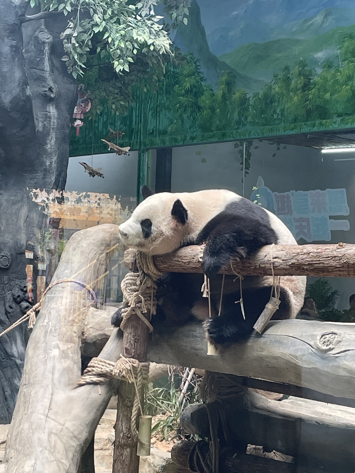 灵玲动物王国旅行图片 1