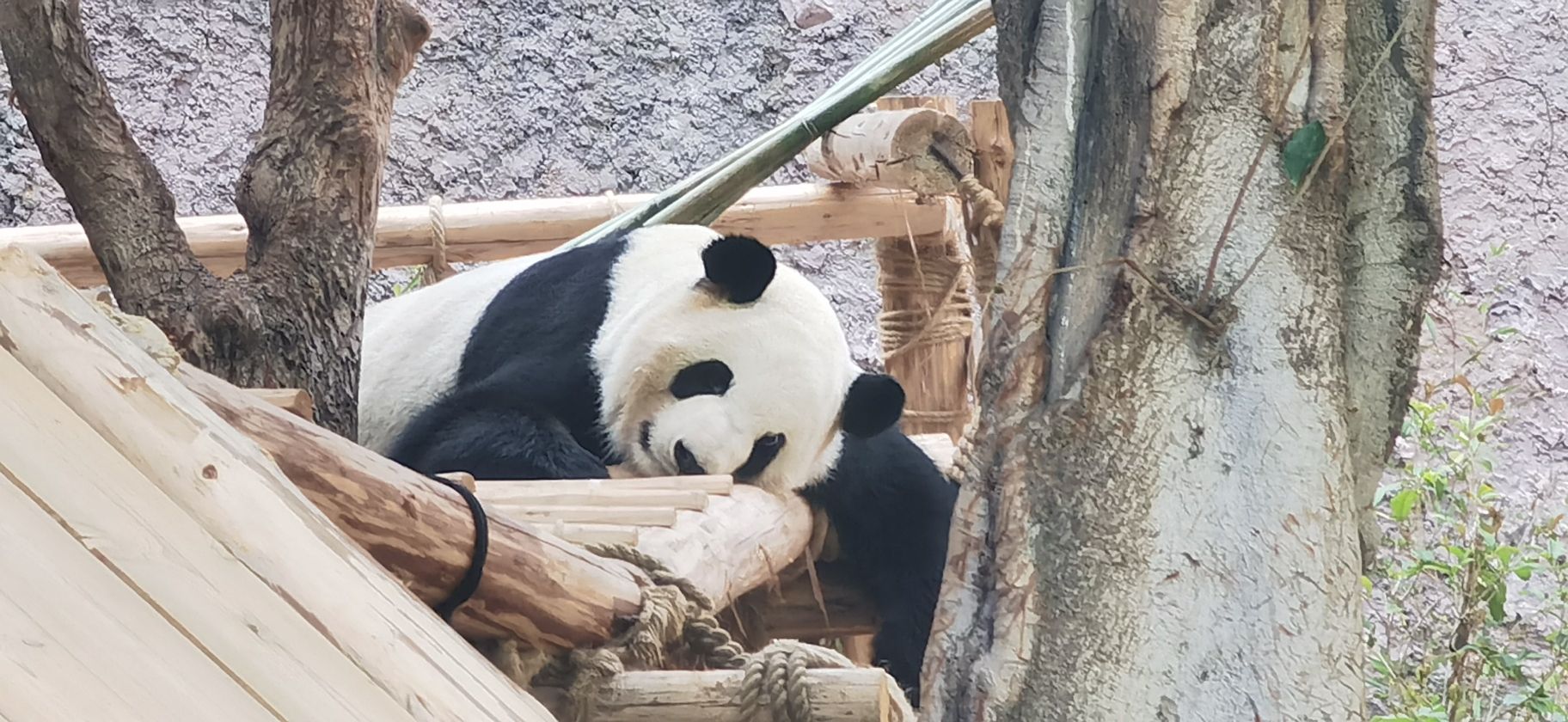 灵玲动物王国旅行图片 2