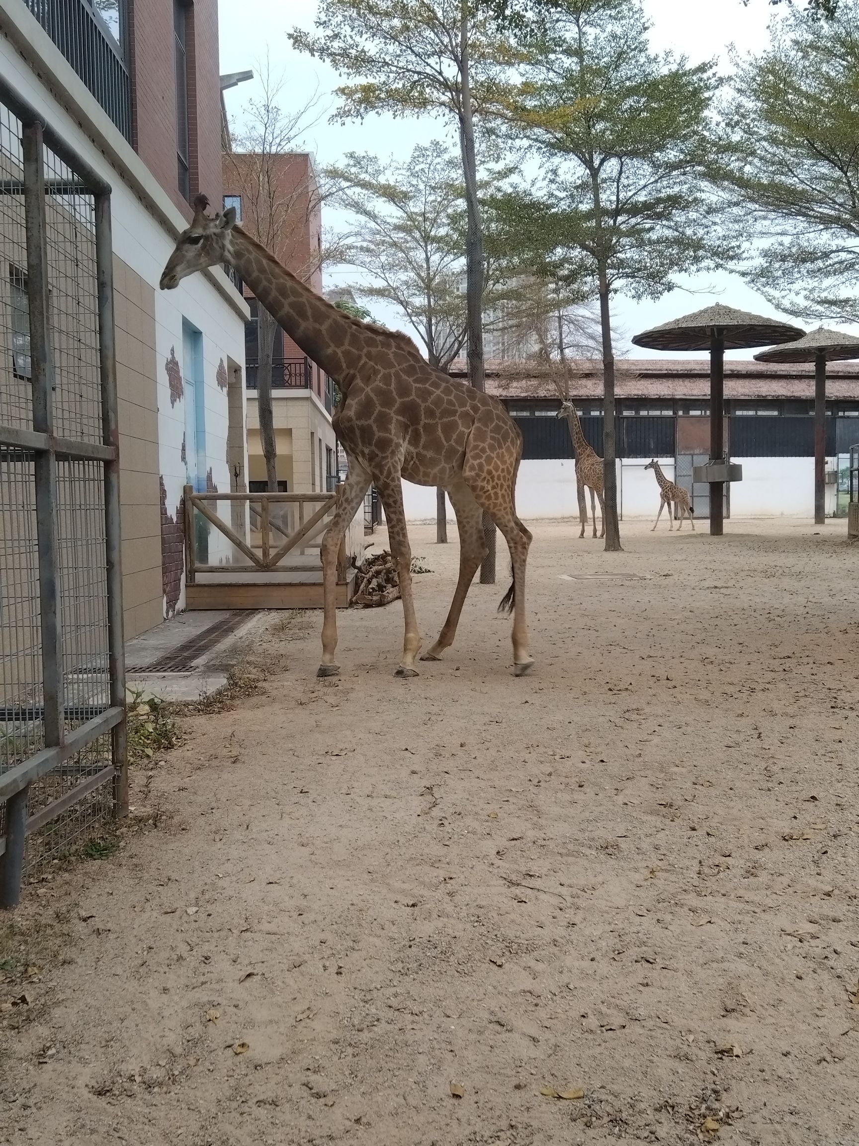 灵玲动物王国旅行图片 3