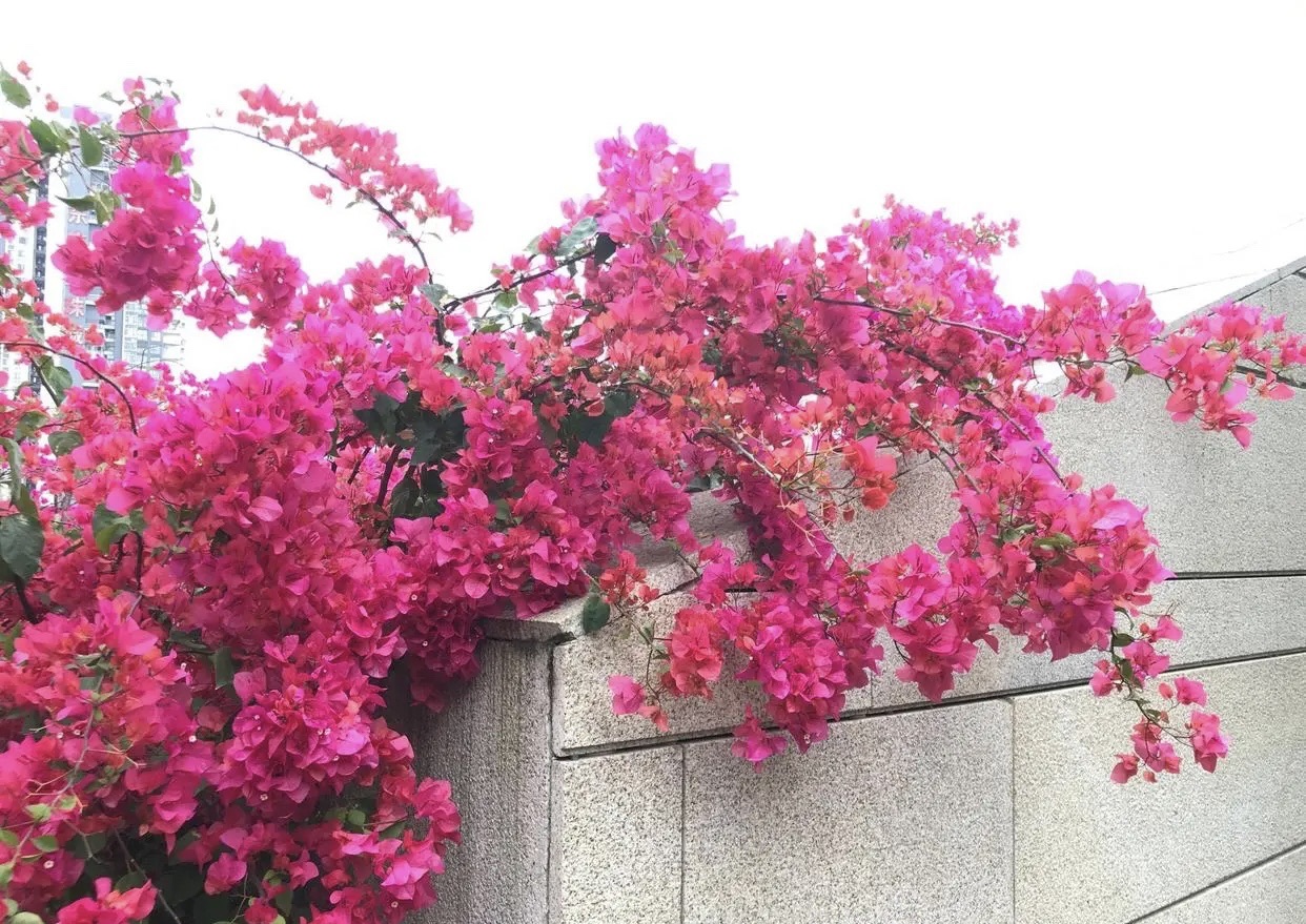 龙城游园旅行图片 3