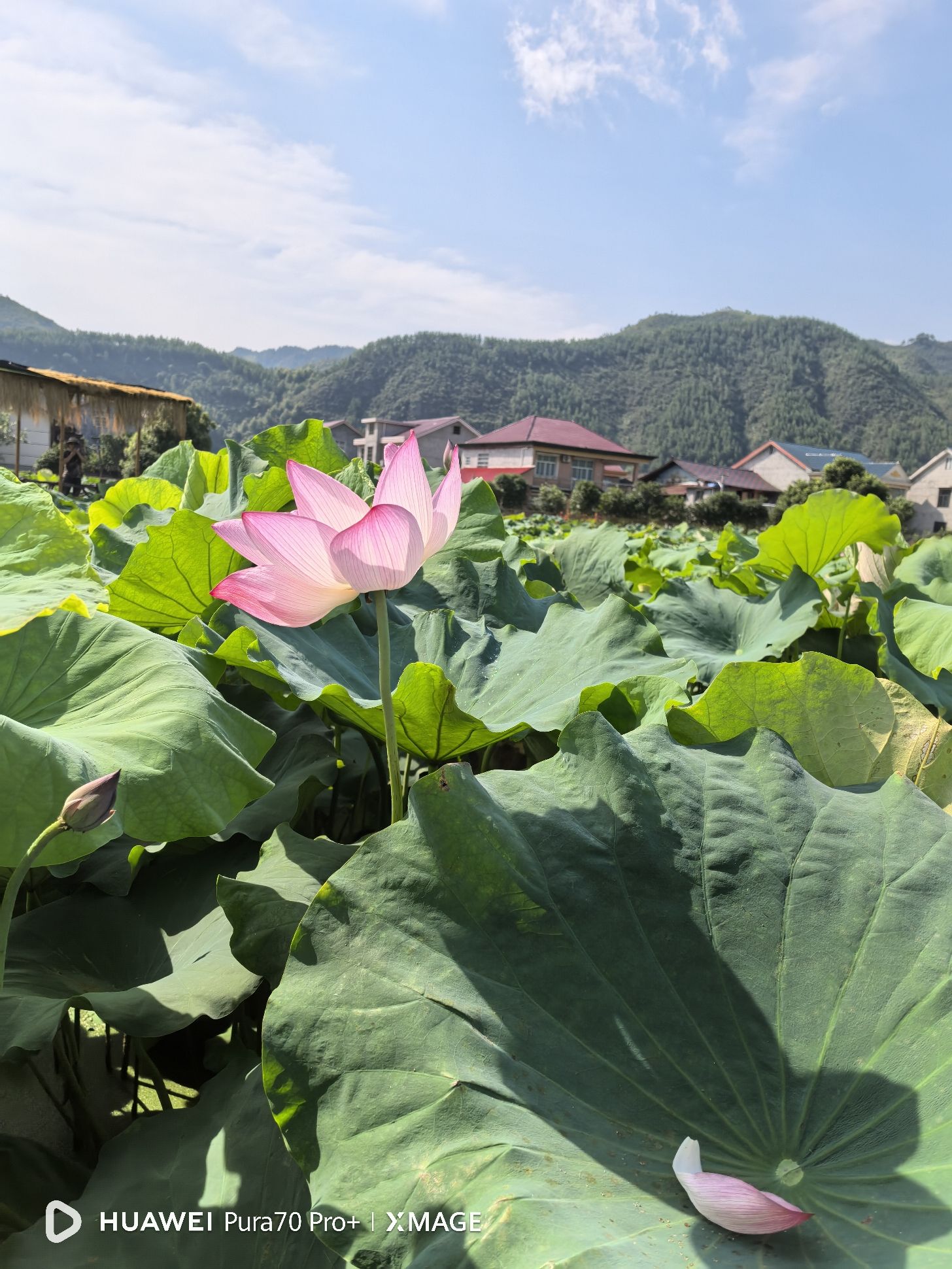 刘家渡荷花基地旅行图片 2