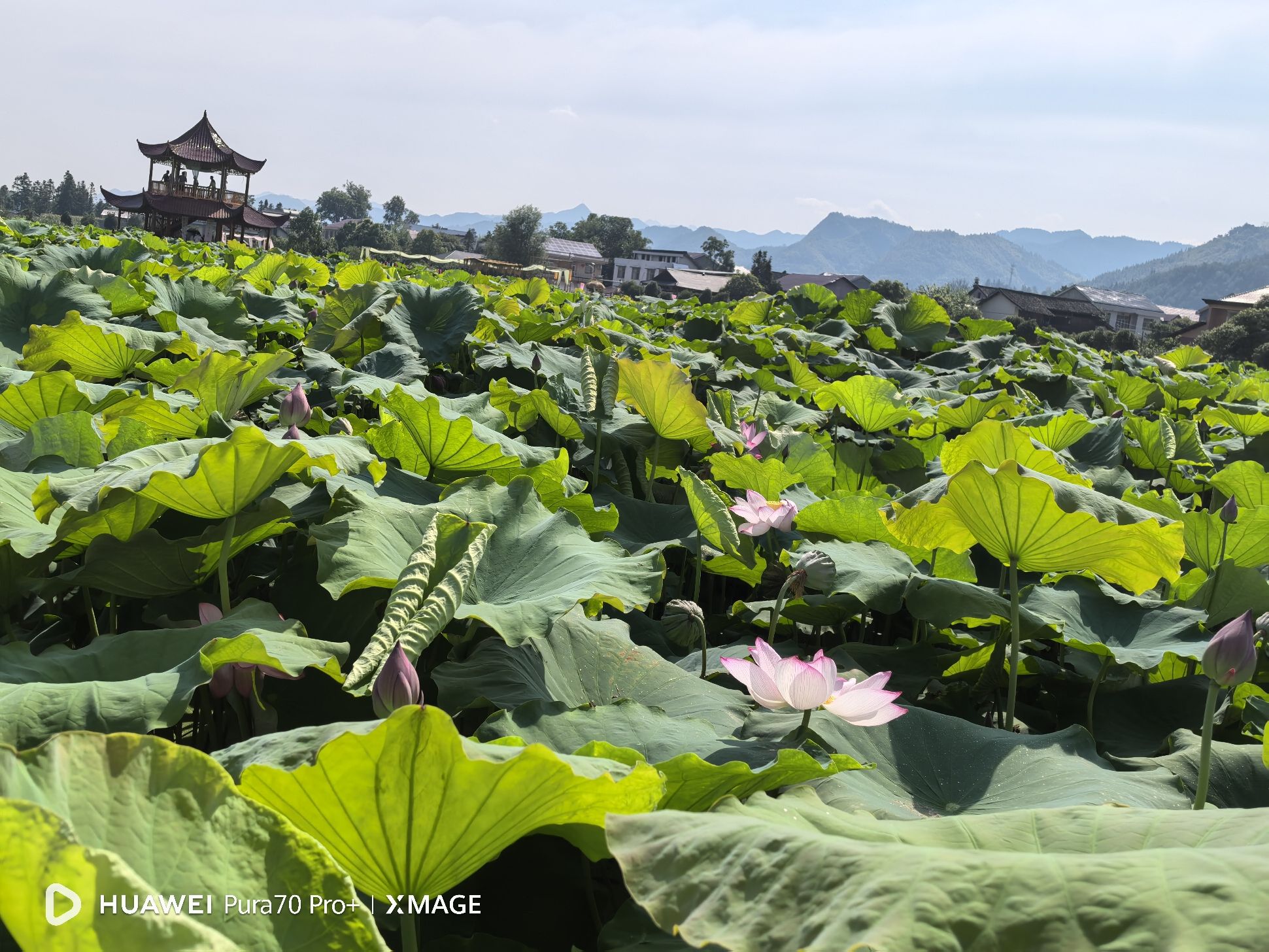 刘家渡荷花基地旅行图片 3