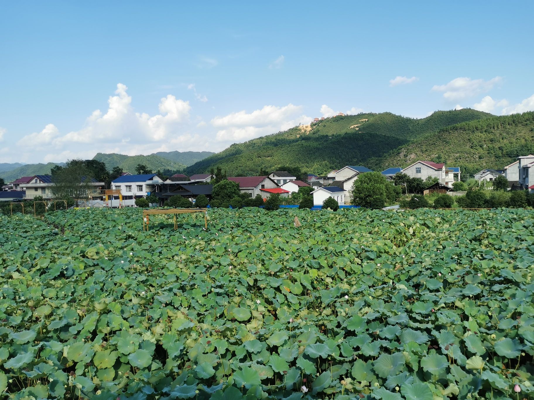 刘家渡荷花基地旅行图片 2