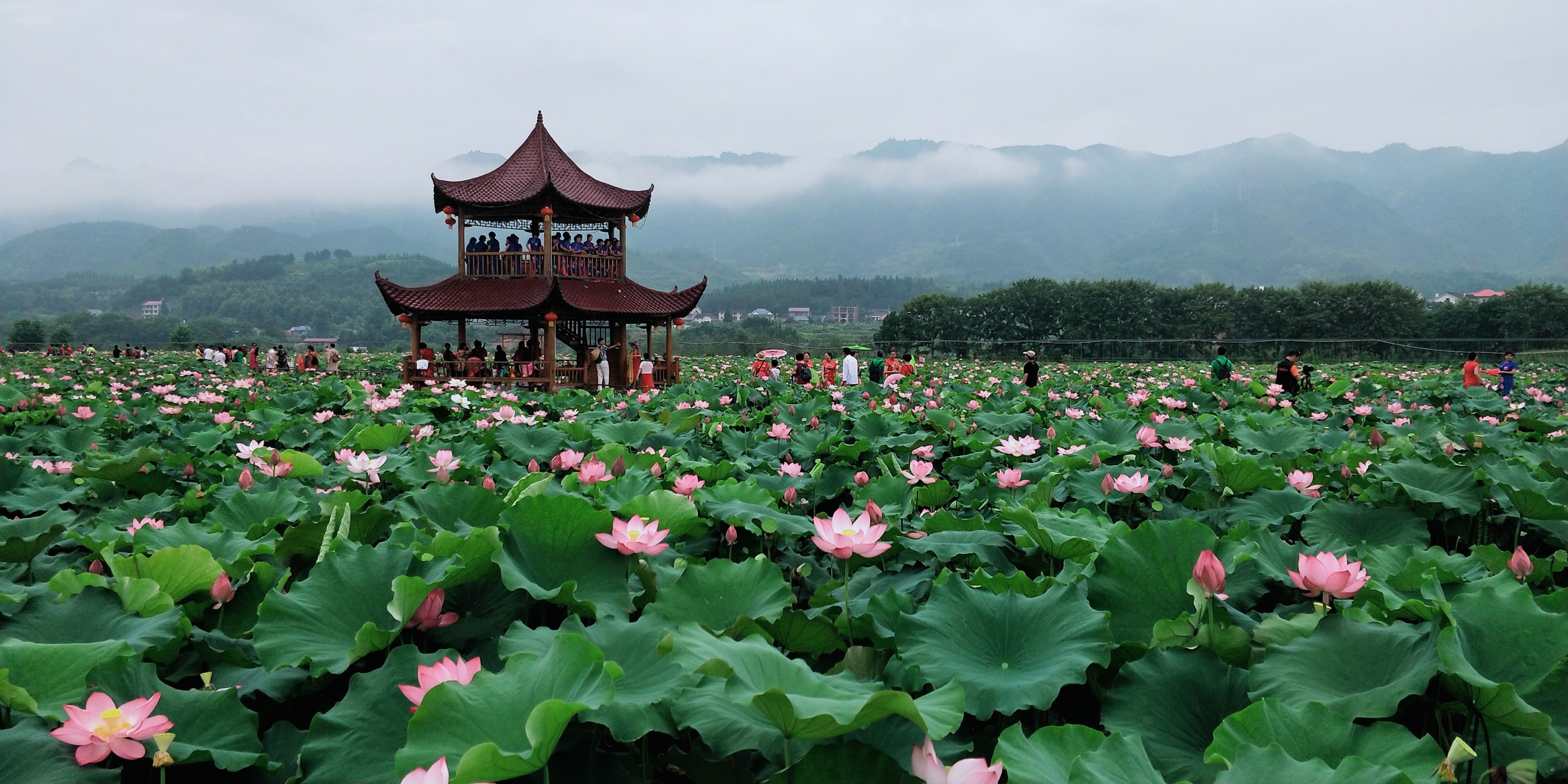 刘家渡荷花基地旅行图片 3