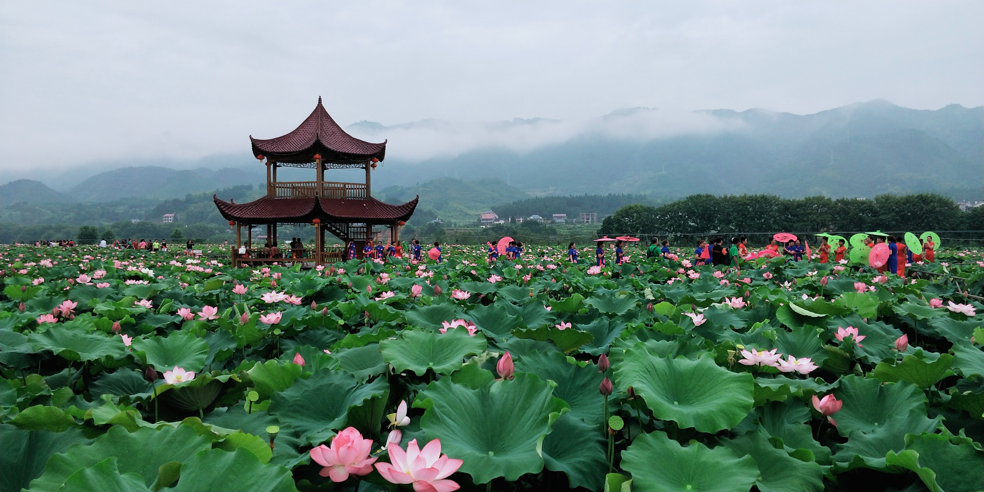 刘家渡荷花基地旅行图片 2
