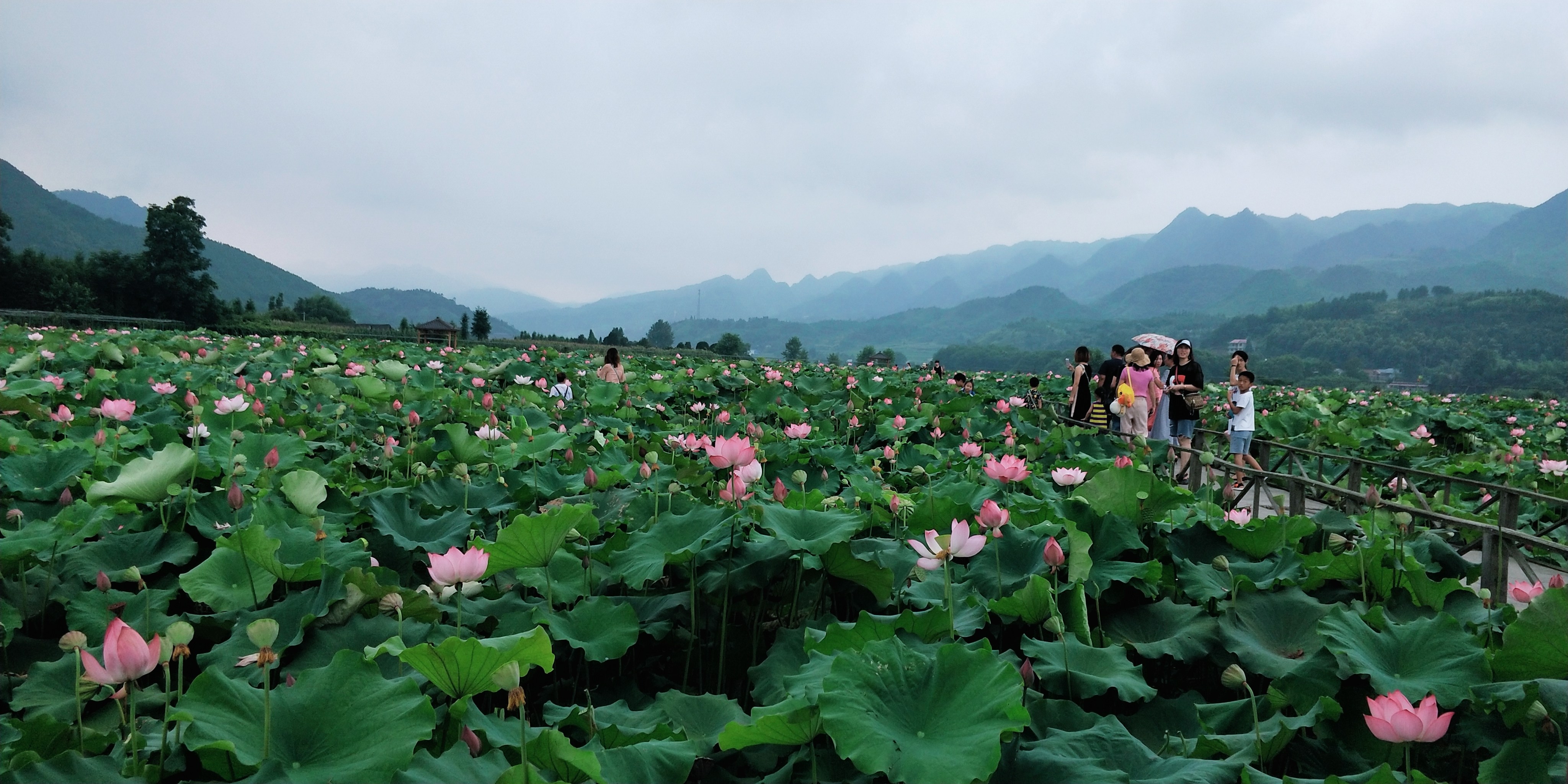 刘家渡荷花基地旅行图片 1