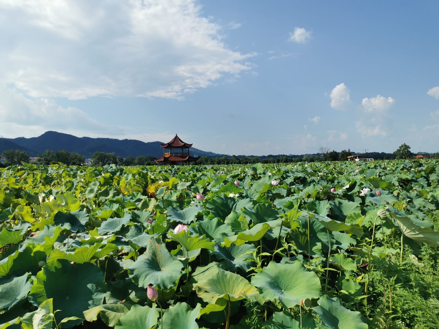 刘家渡荷花基地旅行图片 1