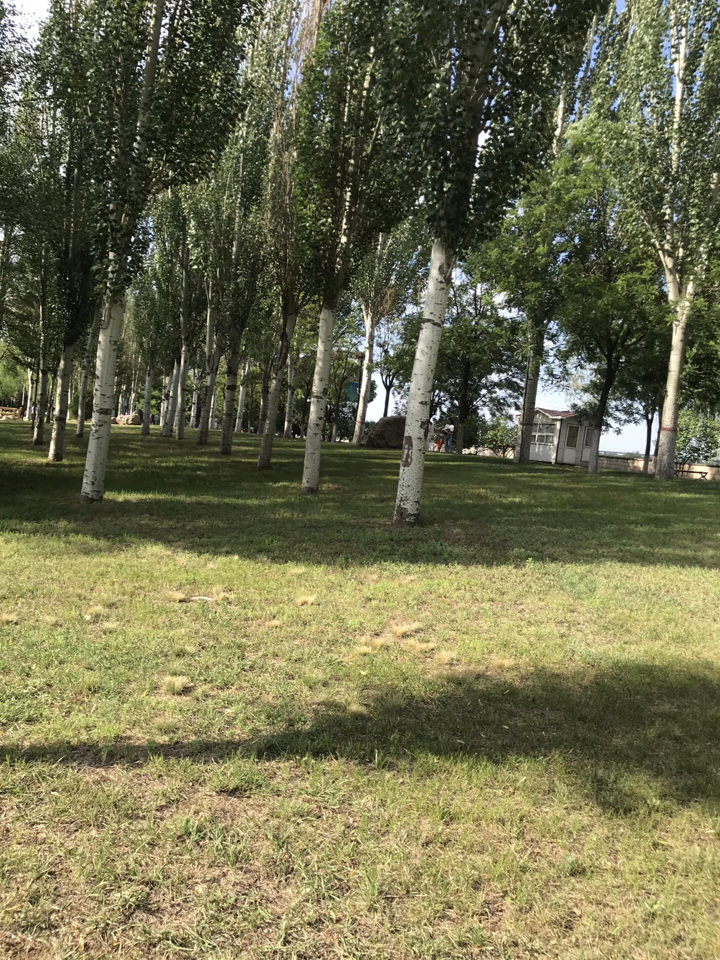 御河生态林旅行图片 3