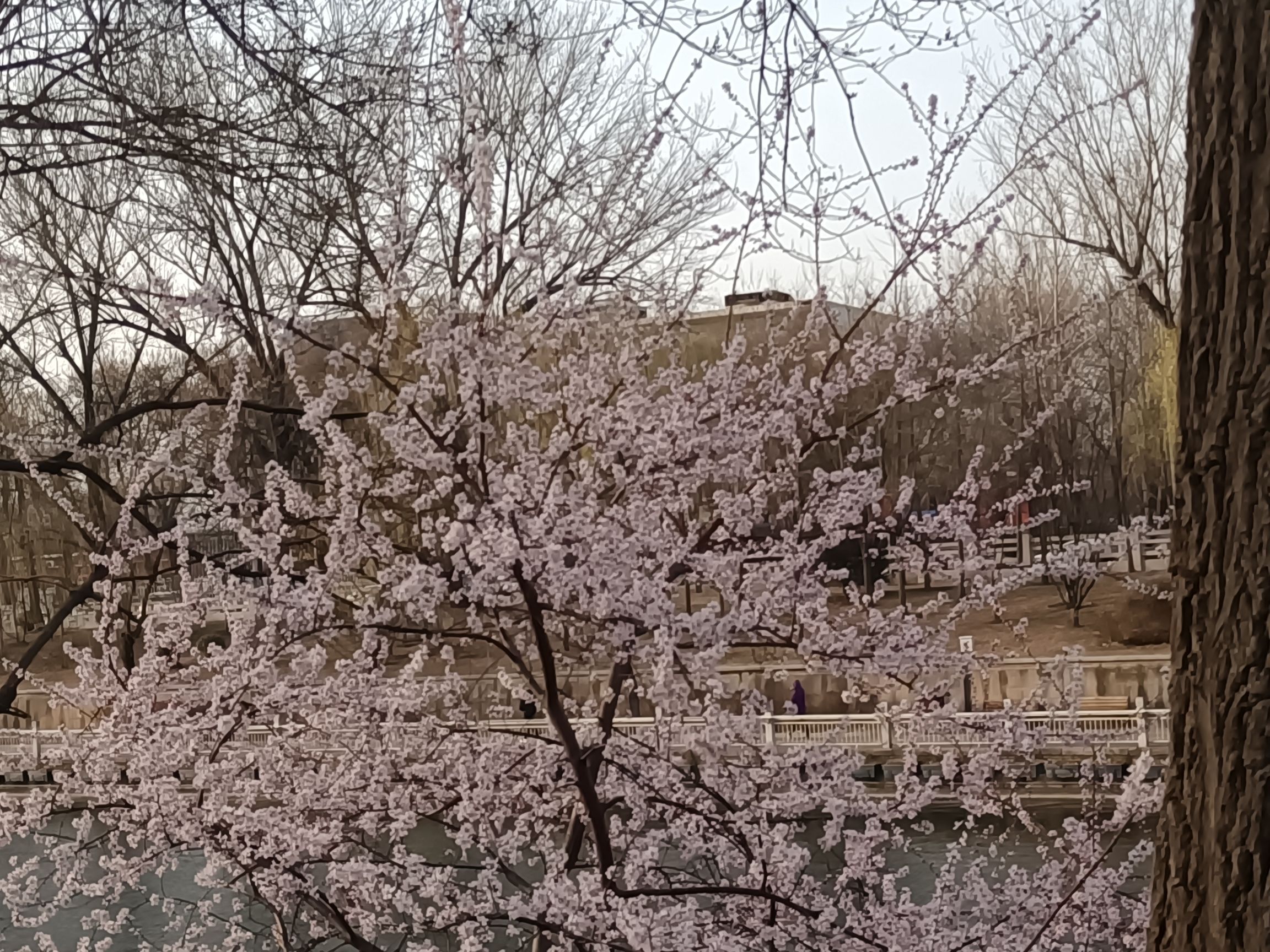 百米芳华园旅行图片 2