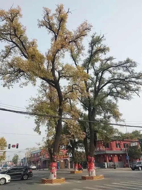 杨宋大槐树旅行图片 2