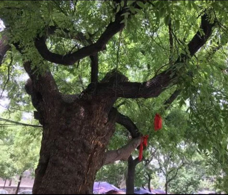 杨宋大槐树旅行图片 1