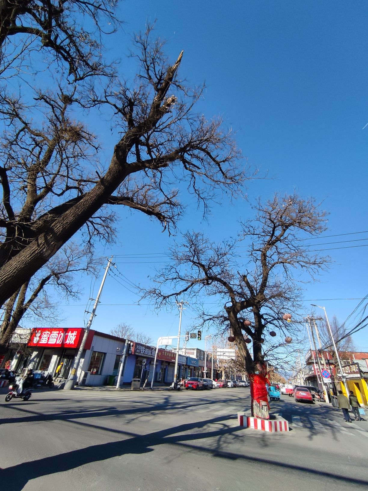 杨宋大槐树旅行图片 2