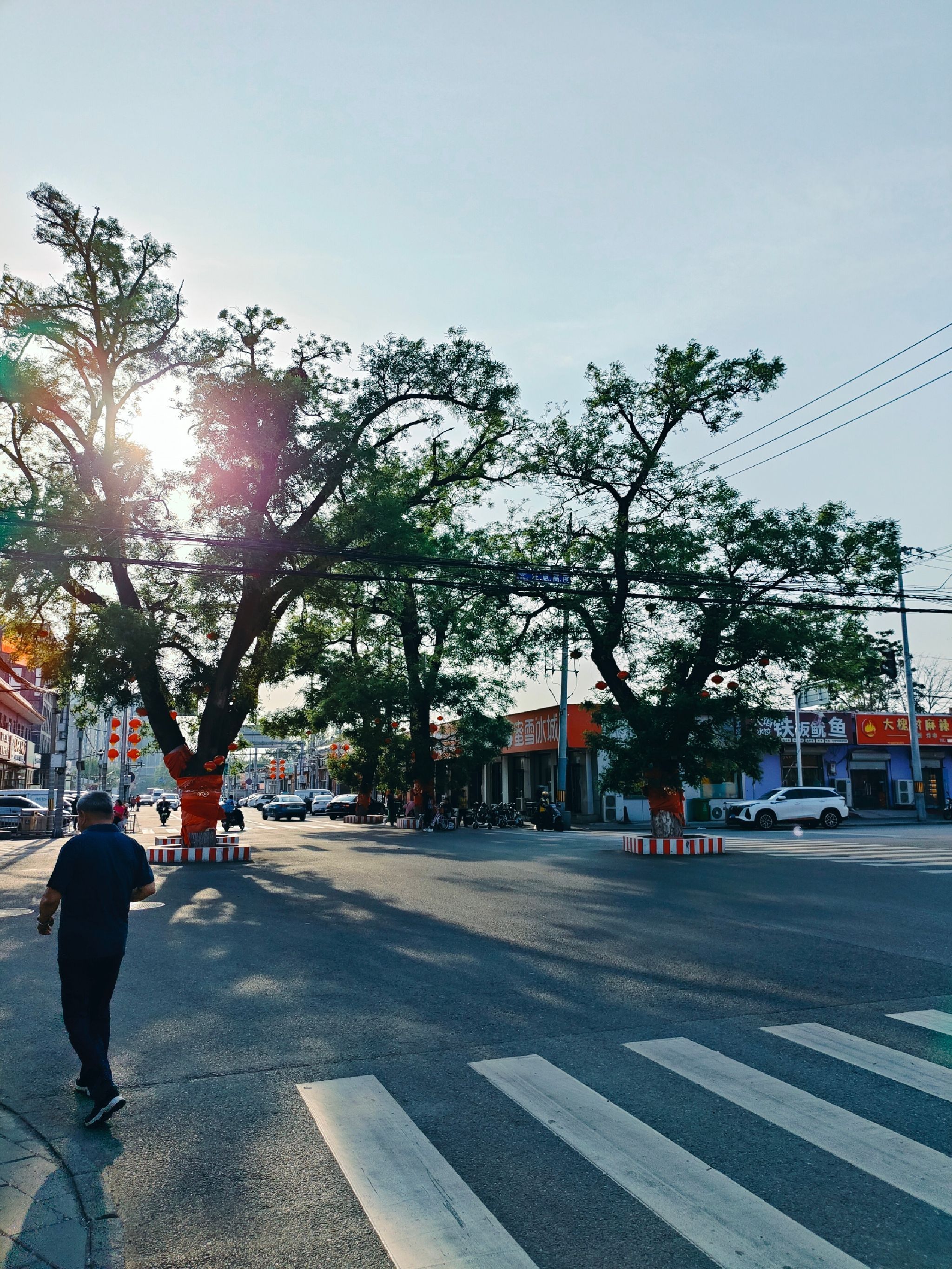 杨宋大槐树旅行图片 2